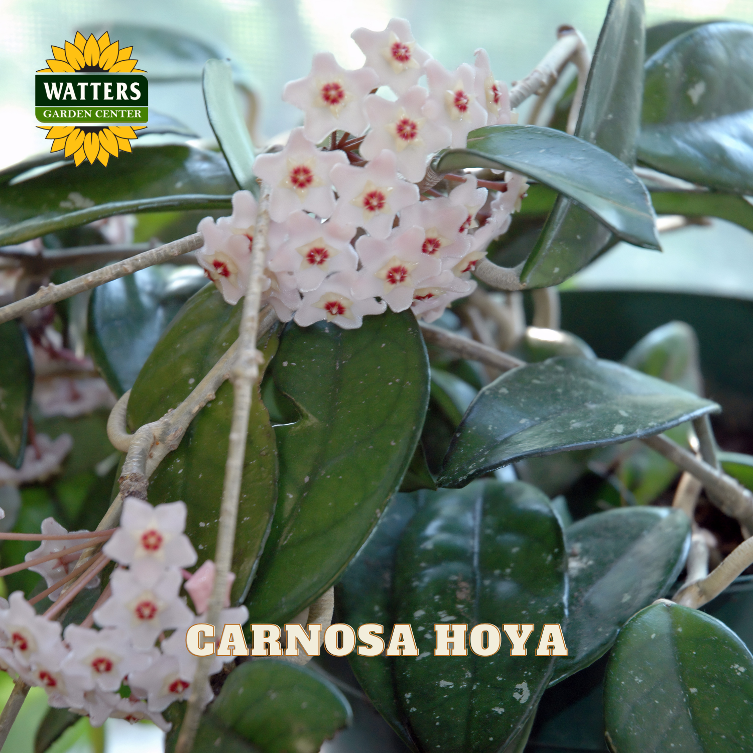 Carnosa hoya plant with clusters of small white flowers featuring red centers and glossy green leaves, with a Watters Garden Center logo and 'CARNOSA HOYA' text overlay.
