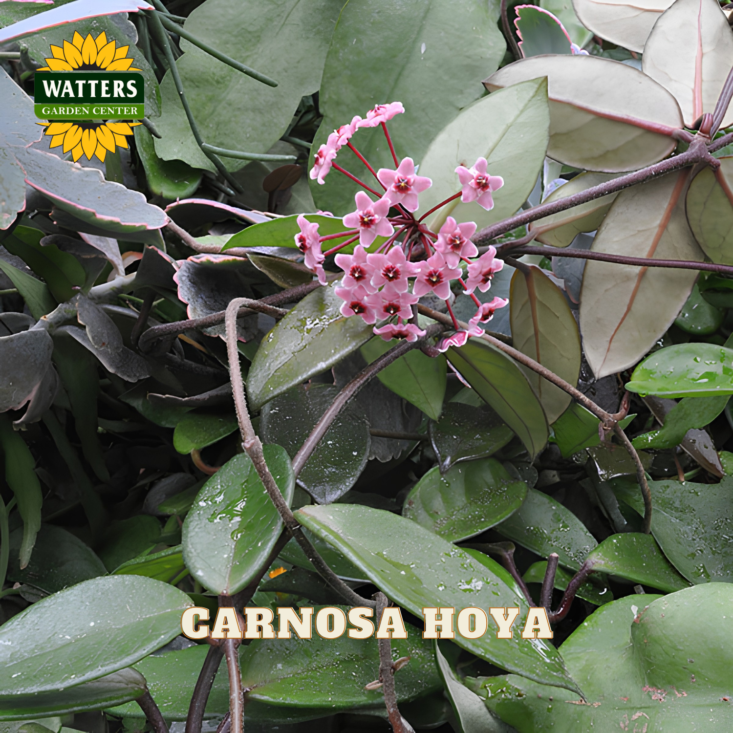 Carnosa hoya plant with clusters of small pink flowers and glossy green leaves, shown in a close-up garden-style photo with a Watters Garden Center logo and the text 'CARNOSA HOYA' overlaid.