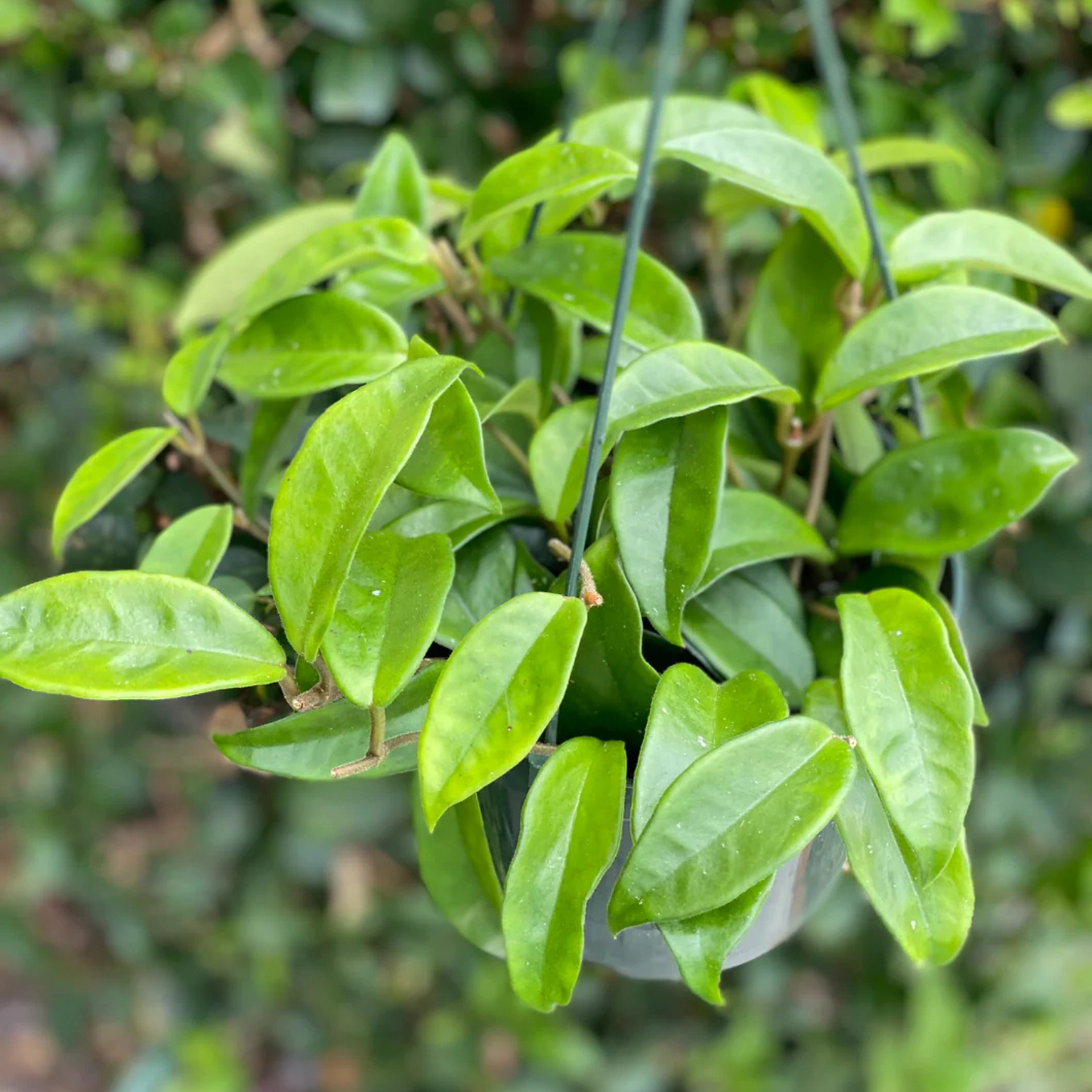 A close-up of a green leafy plant with glossy oval leaves, hanging in a black wire basket against a blurred green garden background.