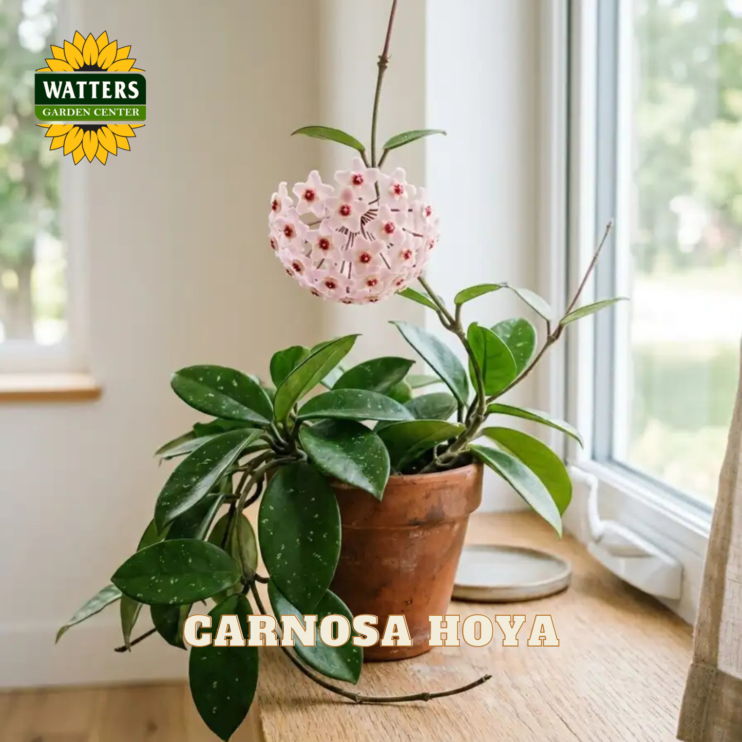 A potted carnosa hoya plant with glossy green leaves and a hanging pink flower cluster, shown on a windowsill in a real indoor setting. The Watters Garden Center logo appears in the top left, and 'CARNOSA HOYA' text overlays the bottom.