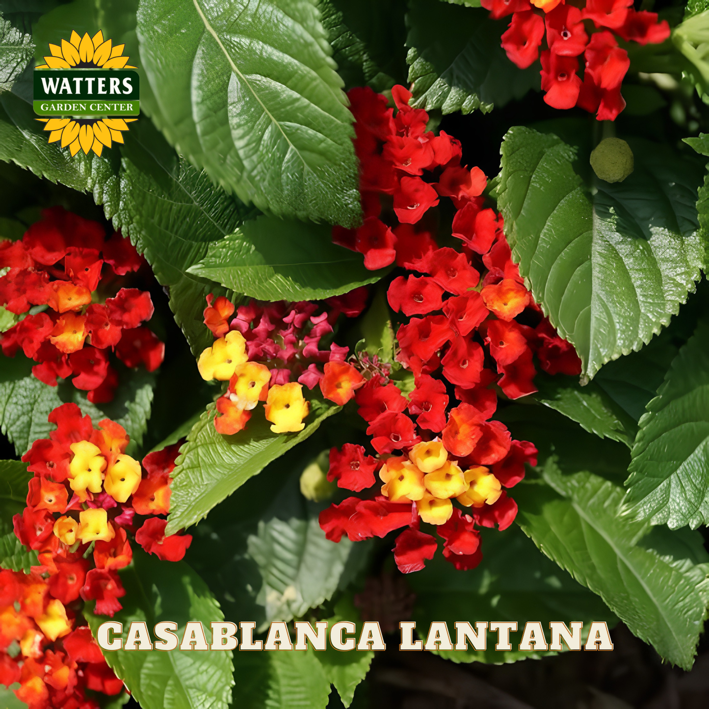 Casablanca Lantana flowers with green leaves and Watters Garden Center branding.
