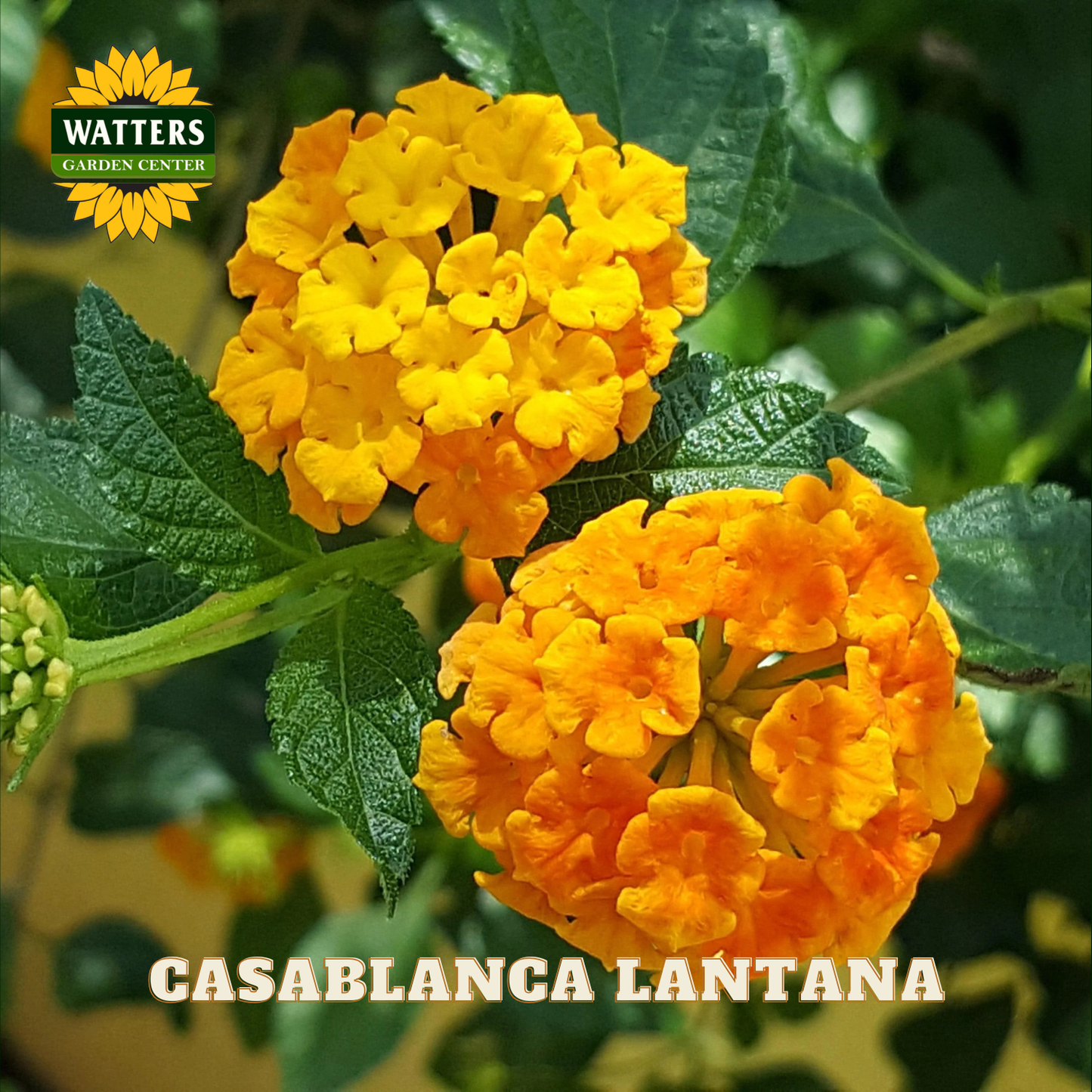 Yellow flowers with green leaves and Watters Garden Center logo.