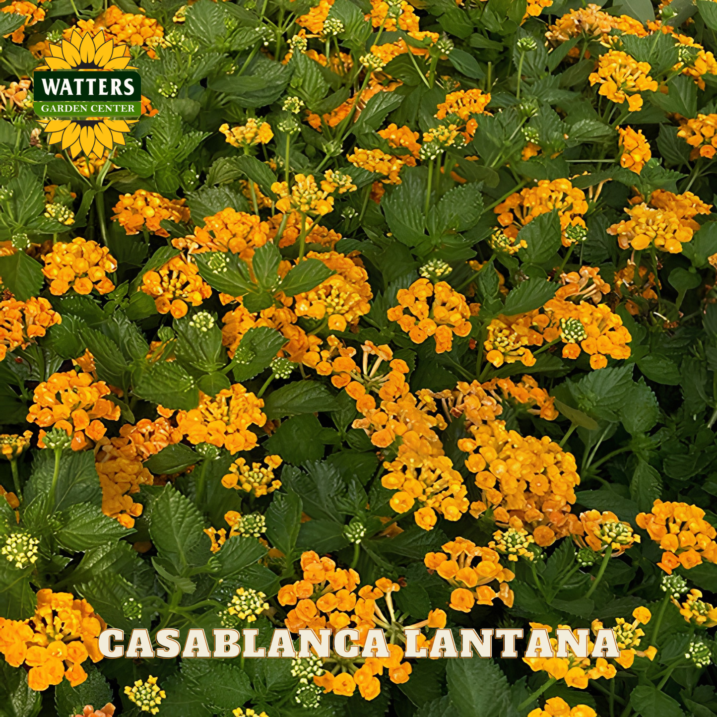 Casablanca Lantana flowers with Watters Garden Center branding.