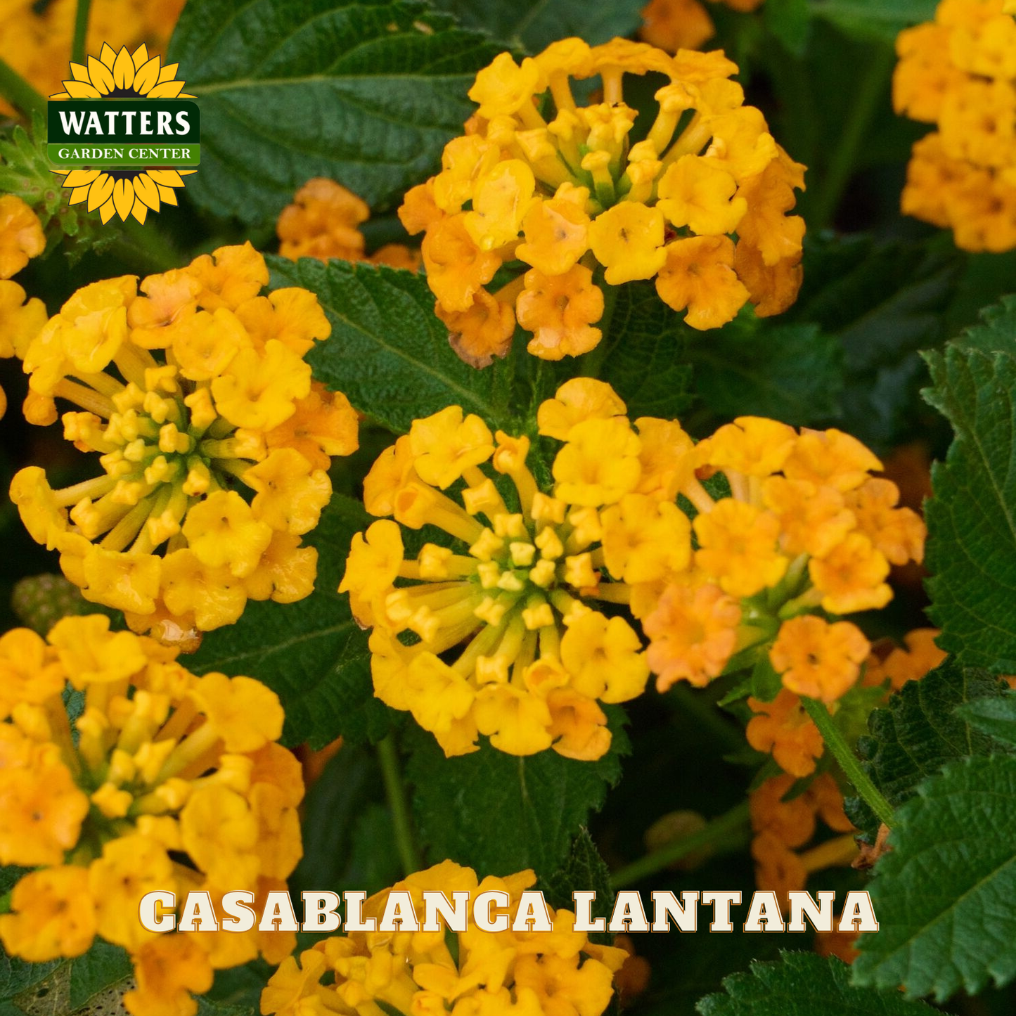Yellow Casablanca Lantana flowers with green leaves and Watters Garden Center logo.