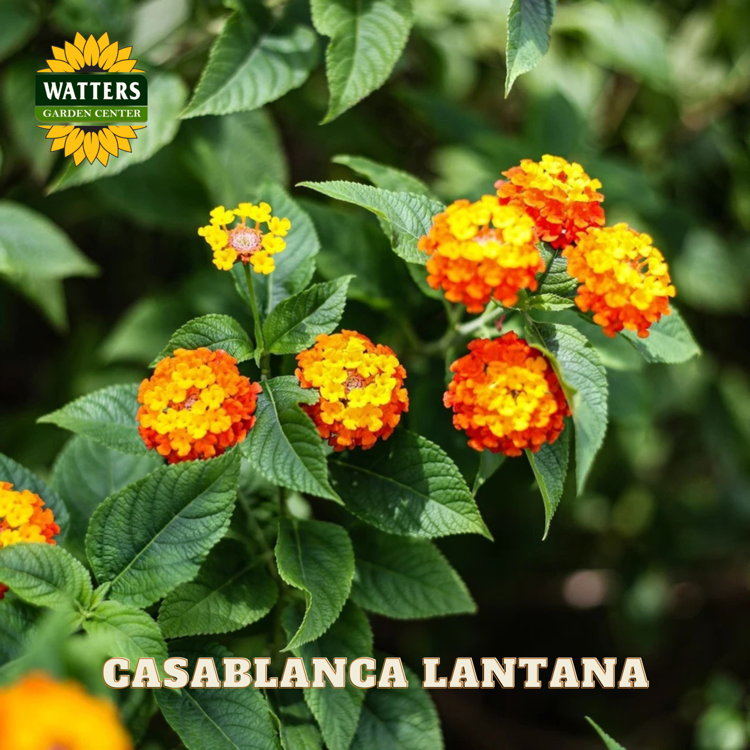 Casablanca Lantana plant with orange and yellow flowers and Watters Garden Center logo.
