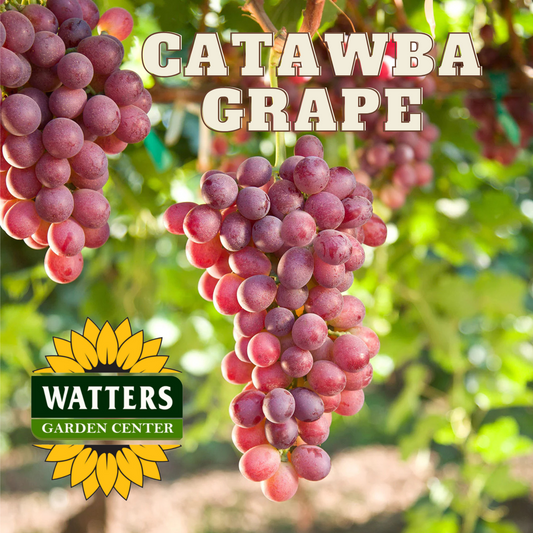 CATAWBA GRAPE 1gal
