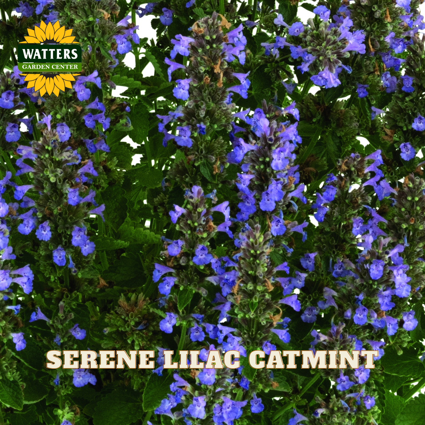 Close-up of a flowering catmint plant with dense clusters of blue-purple blossoms and green leaves. A Watters Garden Center logo appears in the top left, and the text 'SERENE LILAC CATMINT' is overlaid at the bottom.