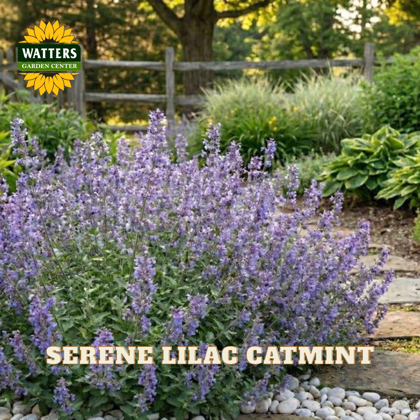 A flowering catmint plant with dense clusters of light purple blossoms and green foliage, shown in a garden setting with a wooden fence and stone path. The Watters Garden Center logo appears in the top left, and the text 'SERENE LILAC CATMINT' is overlaid at the bottom.