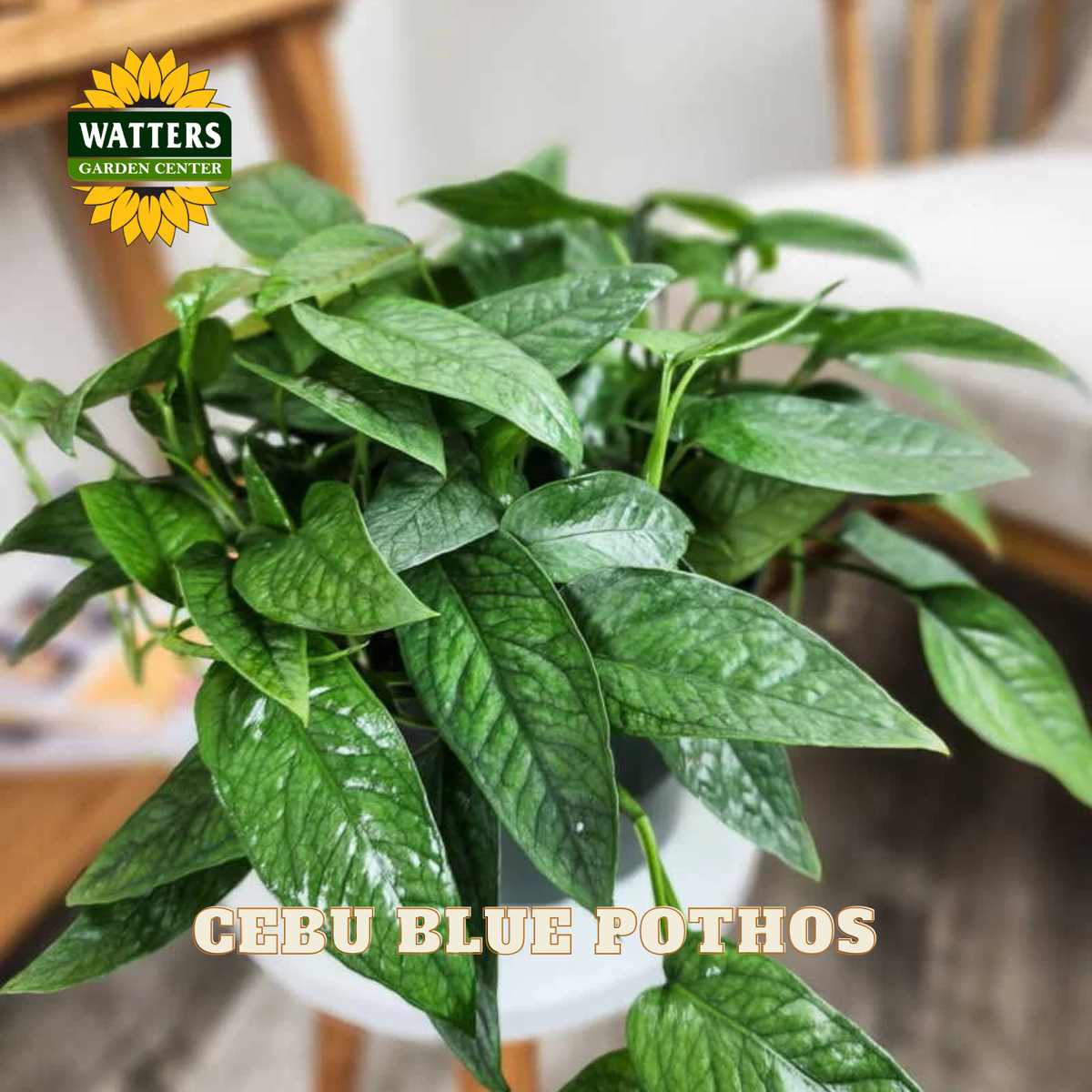 A live Cebu Blue Pothos plant with vibrant green, variegated leaves, shown in a home setting with a Watters Gardens Center logo and 'CEBU BLUE POTHOS' text overlay.