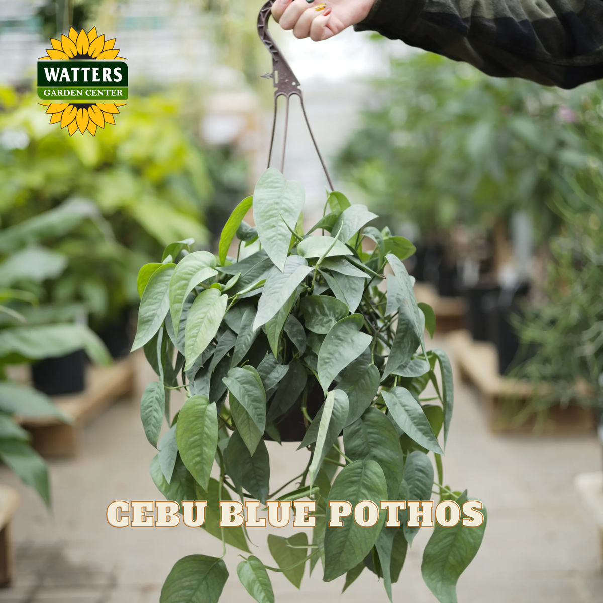 A live Cebu Blue Pothos plant in a hanging basket being held by a person's hand in a greenhouse setting. The Watters Gardens Center logo is visible in the top left, and 'CEBU BLUE POTHOS' is written at the bottom.