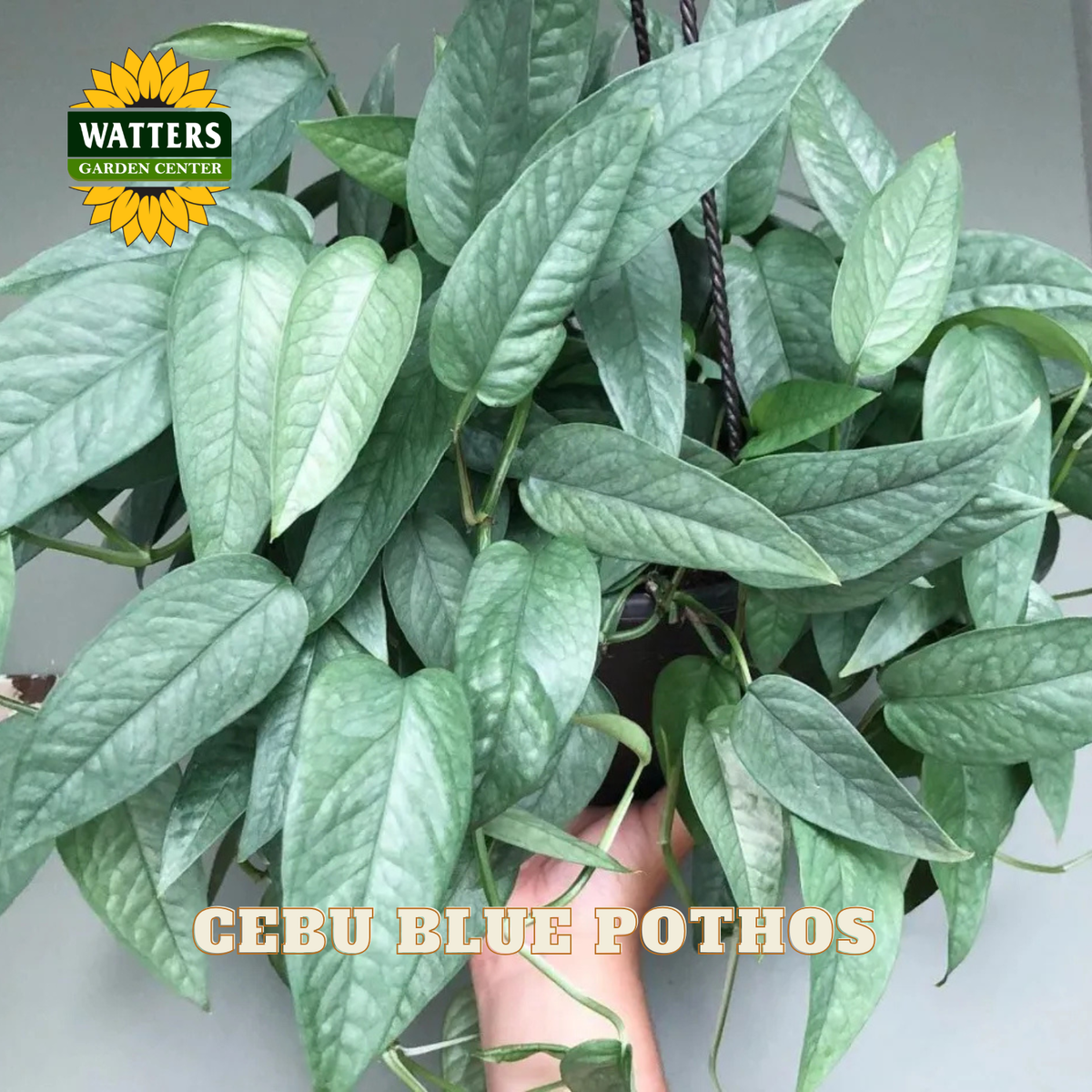 A live Cebu Blue Pothos plant in a hanging pot, featuring vibrant green heart-shaped leaves. A hand is visible holding the base of the plant.