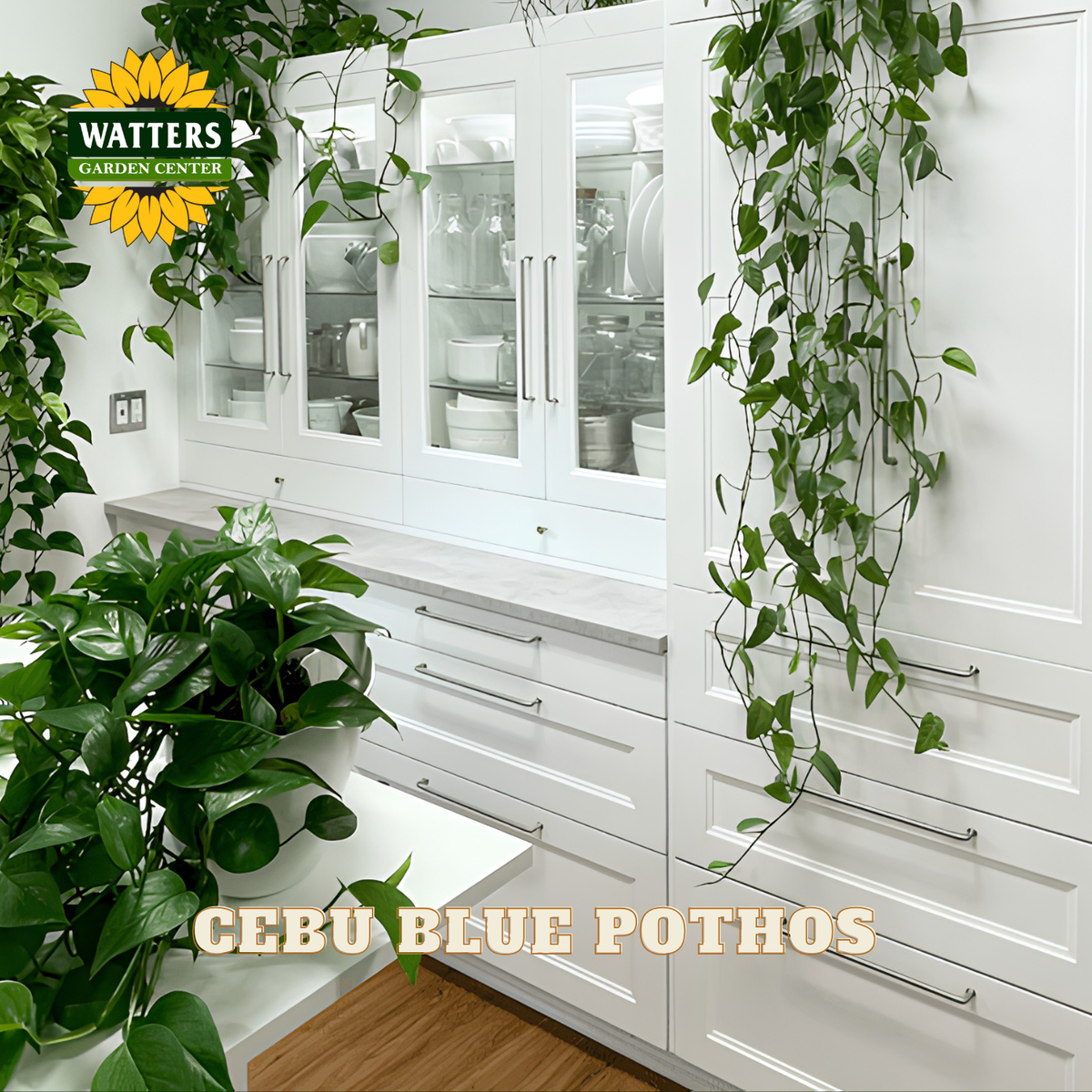 White kitchen cabinetry with glass upper cabinets and drawers, styled with green trailing plants and a potted plant in the foreground. A Watters Gardens Center logo appears in the top left, and the text 'CEBU BLUE POTHOS' is overlaid near the bottom.