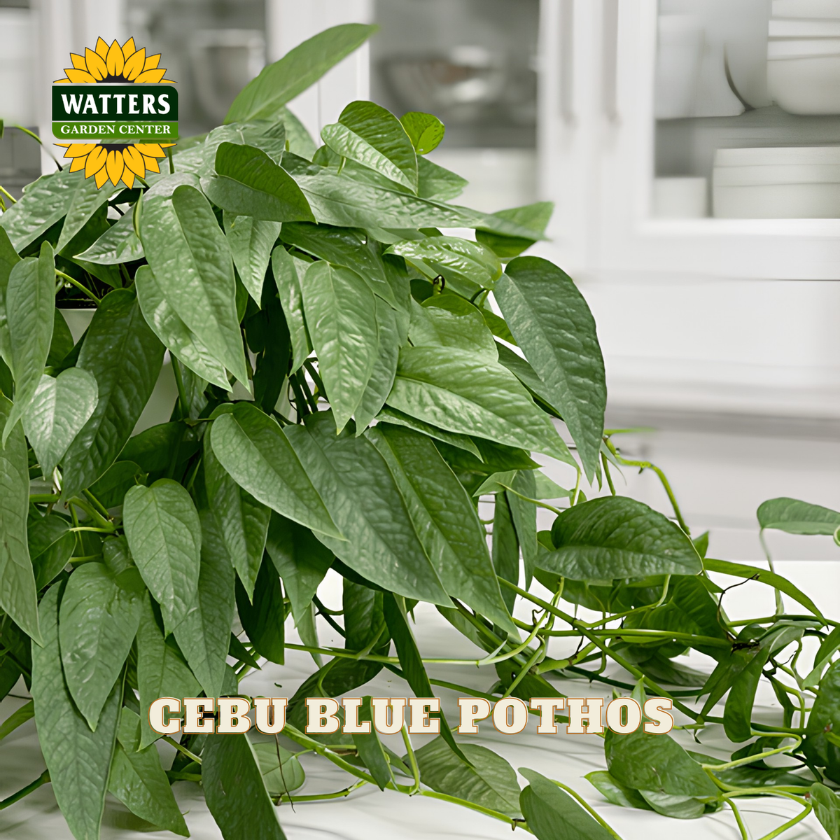 A lush green Cebu Blue Pothos plant with heart-shaped leaves and trailing vines, shown in a bright indoor setting with a Watters Gardens Center logo and 'CEBU BLUE POTHOS' text overlay.