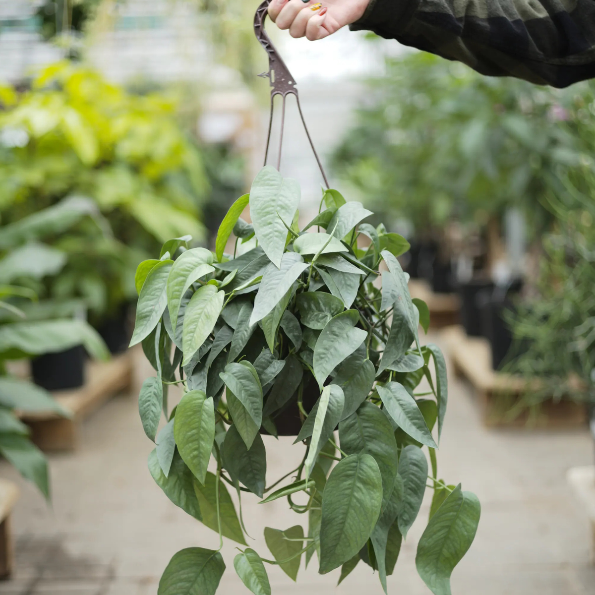 A green trailing houseplant in a hanging basket being held by a person's hand in a greenhouse setting with other plants blurred in the background.