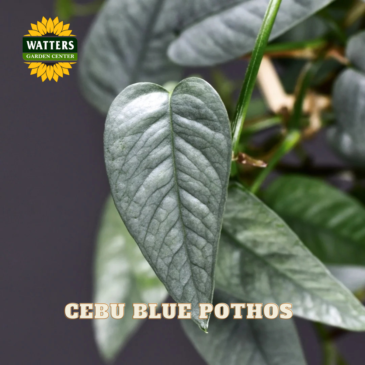 Close-up of a Cebu Blue Pothos plant leaf with silvery-blue variegation, showing the plant's variegated foliage and a Watters Gardens Center logo in the top left corner.