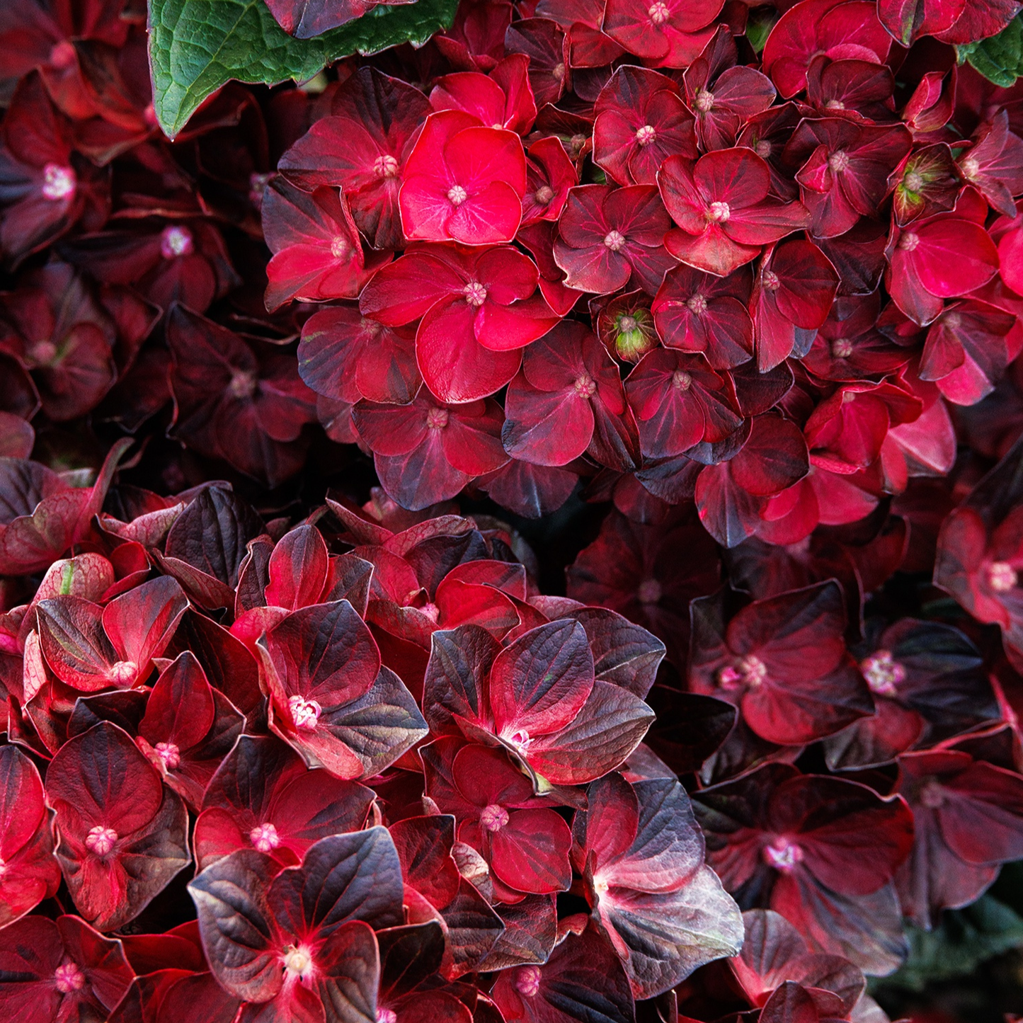 CENTENNIAL RUBY HYDRANGEA 6in