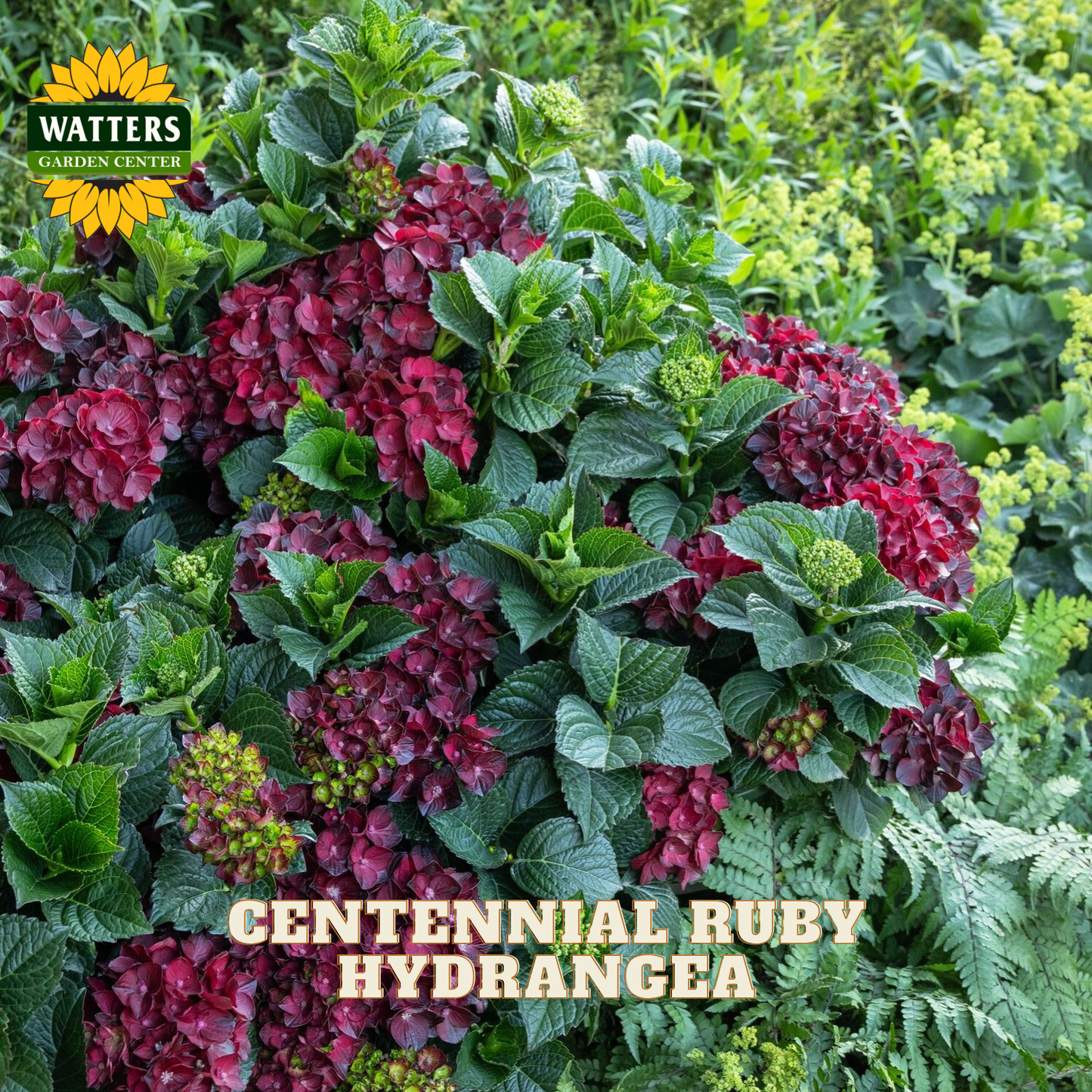 CENTENNIAL RUBY HYDRANGEA 2gal