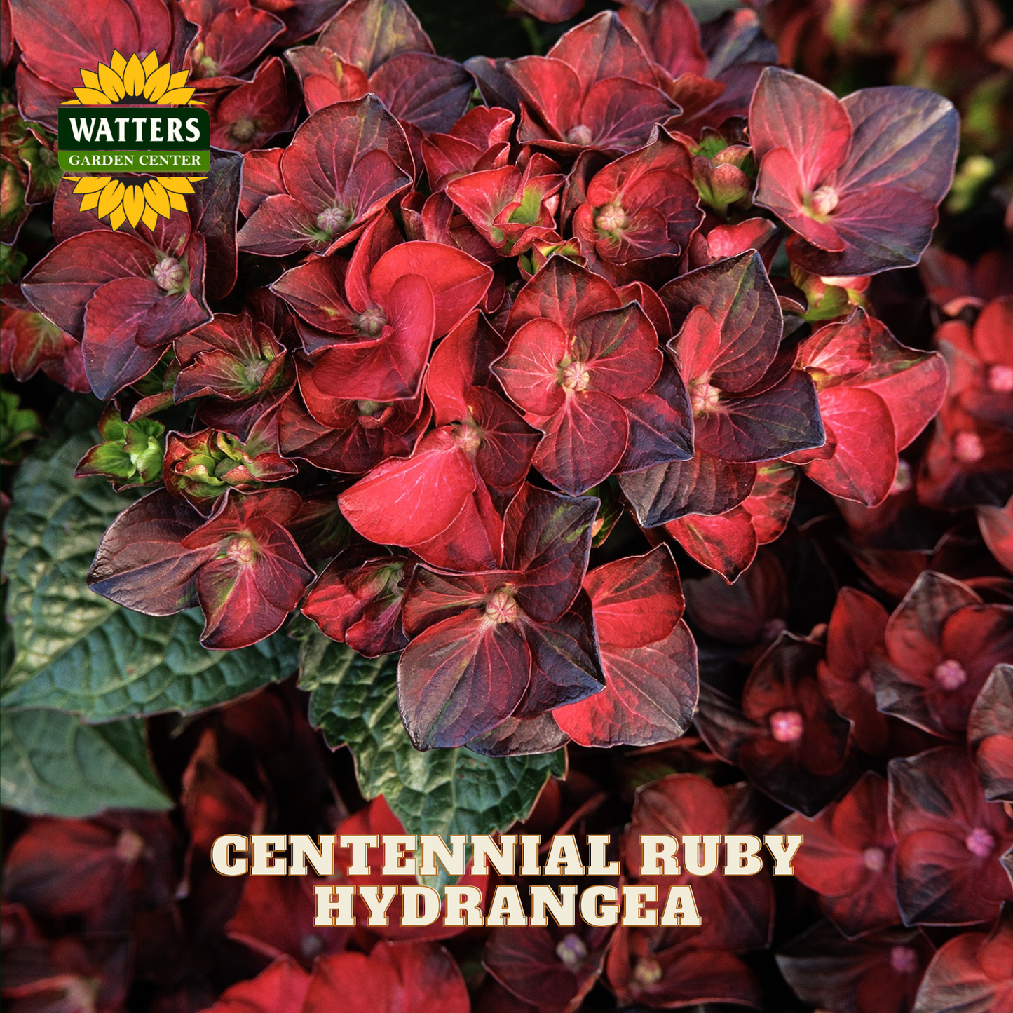 CENTENNIAL RUBY HYDRANGEA 2gal