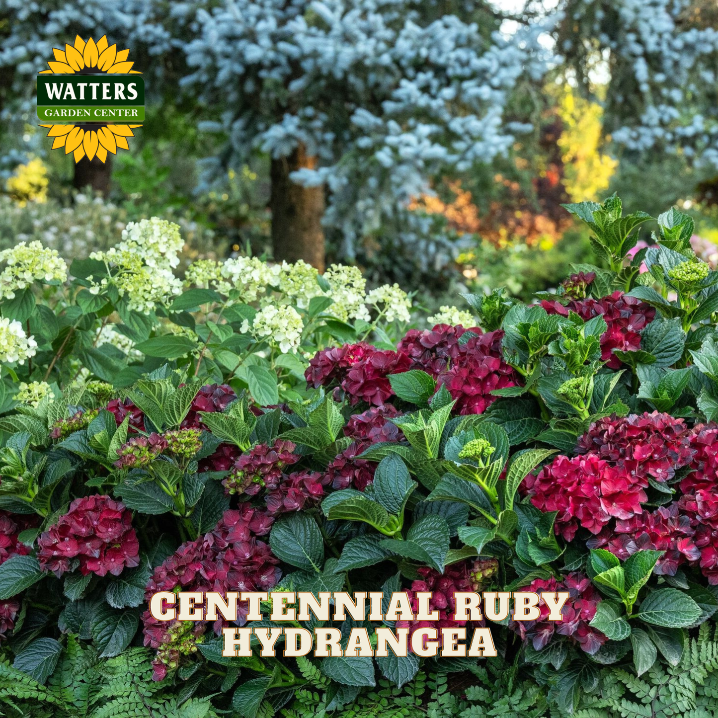 CENTENNIAL RUBY HYDRANGEA 2gal