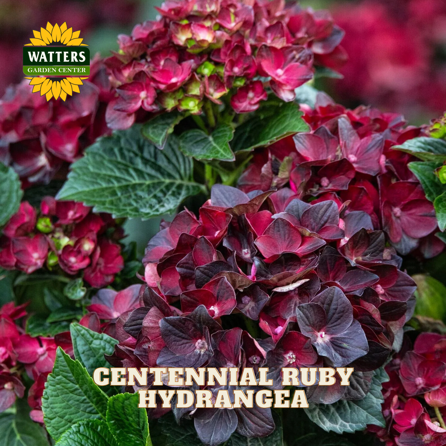 CENTENNIAL RUBY HYDRANGEA 2gal
