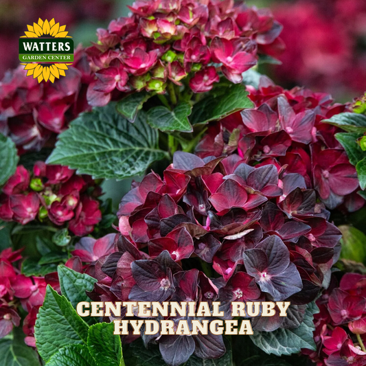 CENTENNIAL RUBY HYDRANGEA 2gal