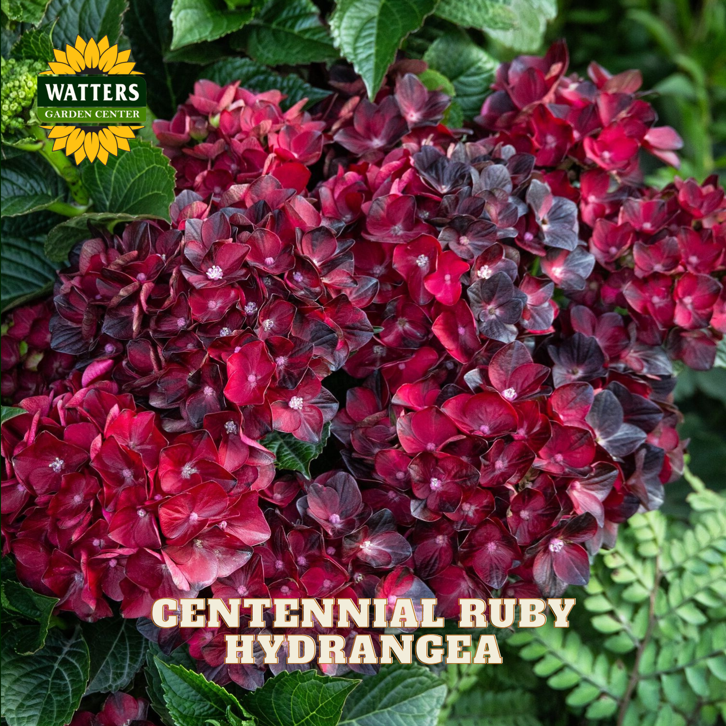CENTENNIAL RUBY HYDRANGEA 2gal
