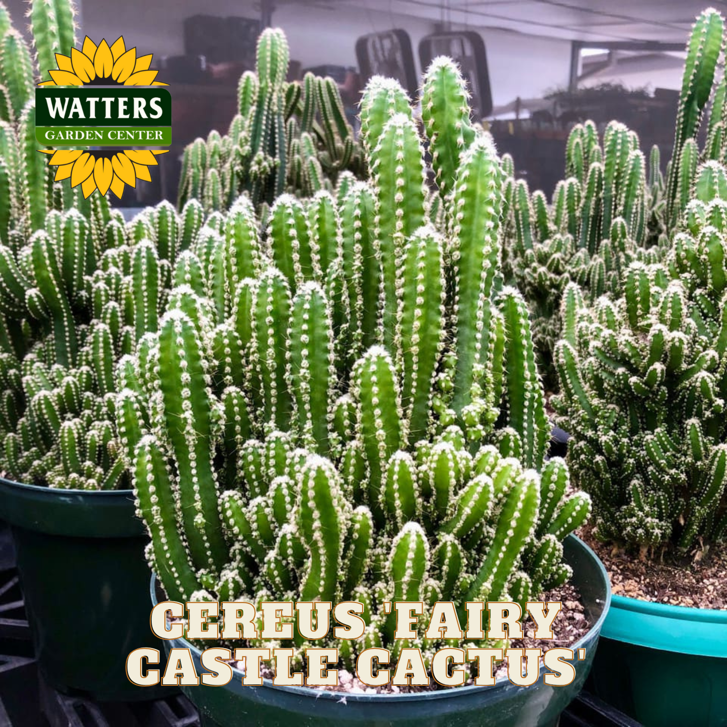 Potted Fairy Castle Cactus with Watters Garden Center logo