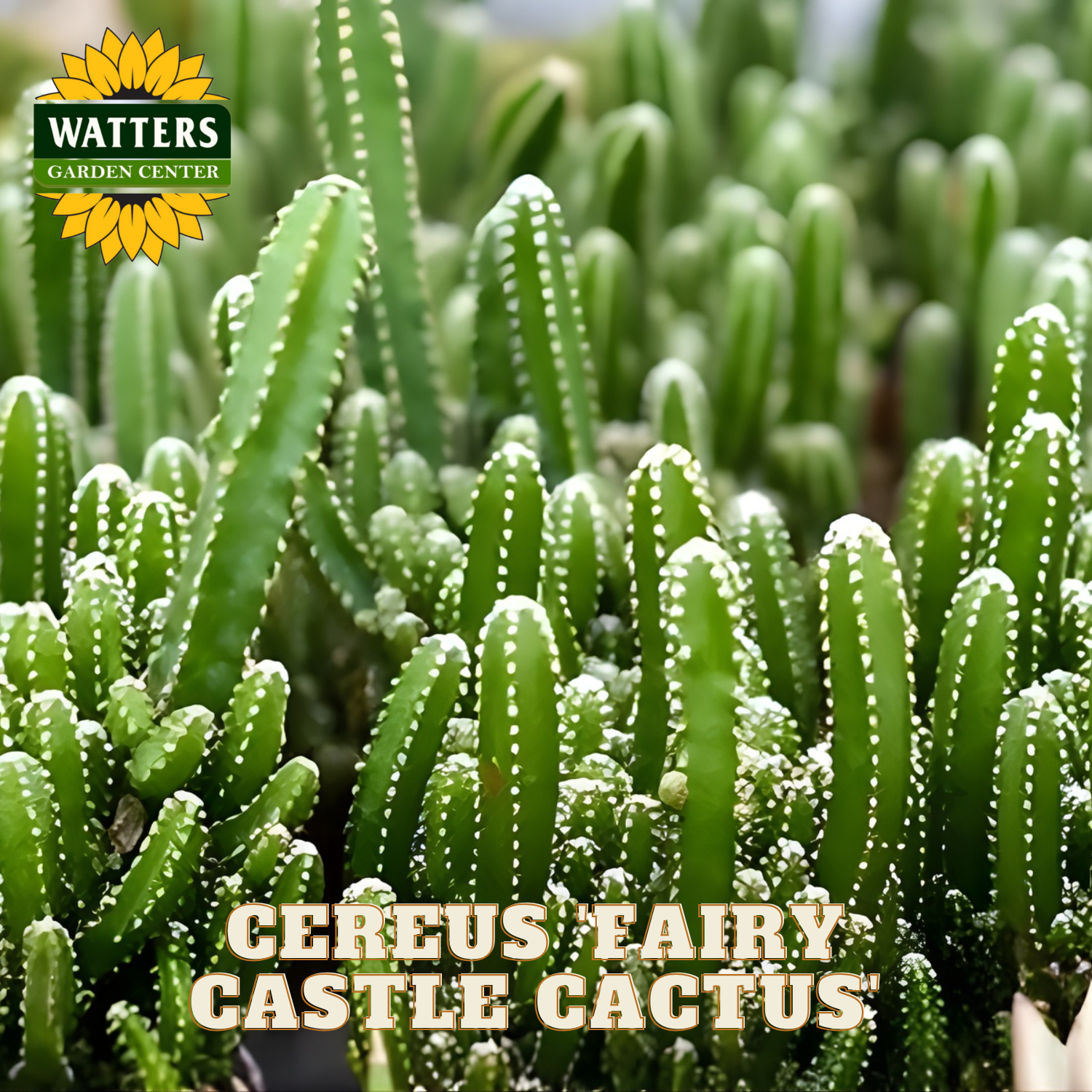 Cereus Fairy Castle Cactus with Watters Garden Center logo