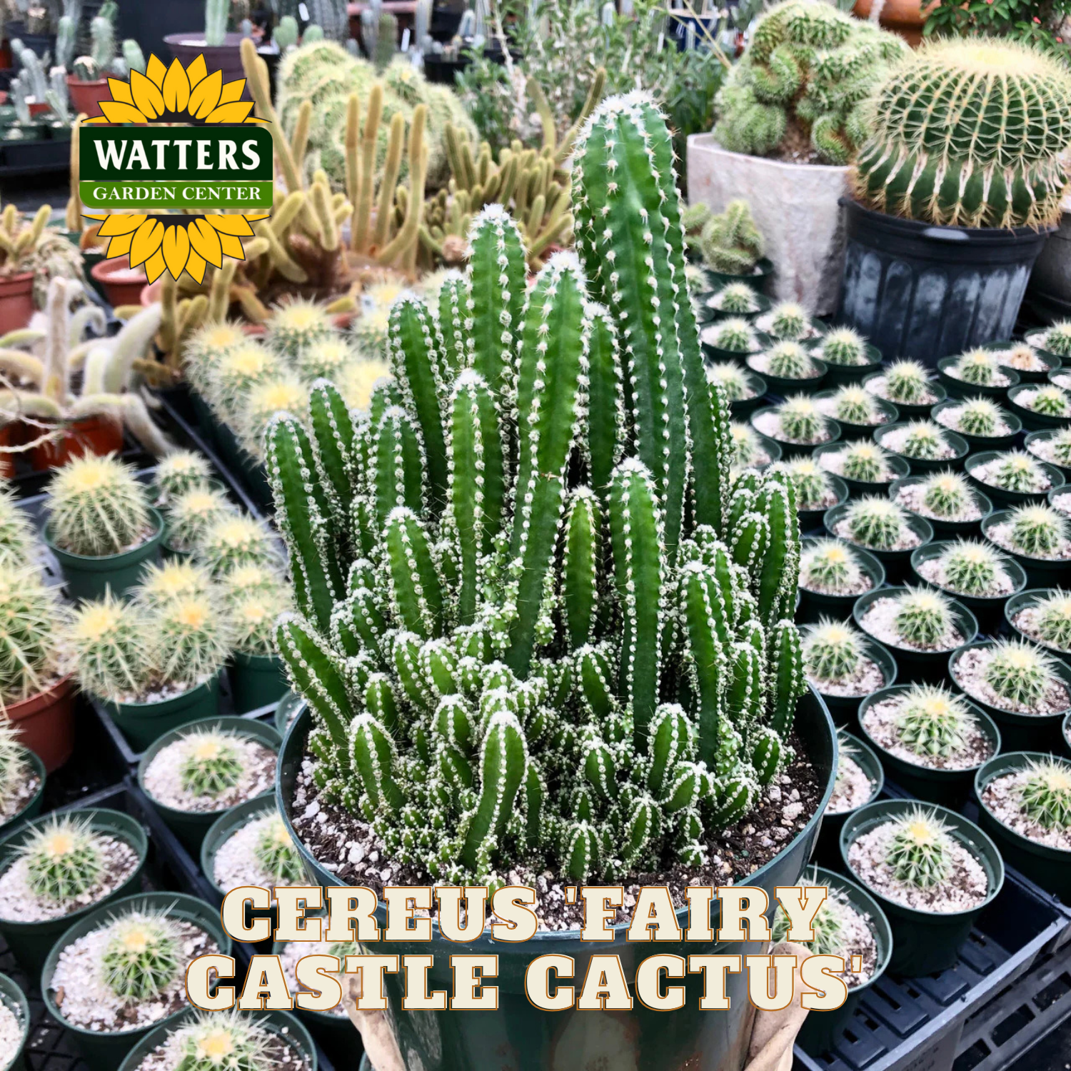 Cereus Fairy Castle Cactus in a pot with Watters Garden Center branding in the background.
