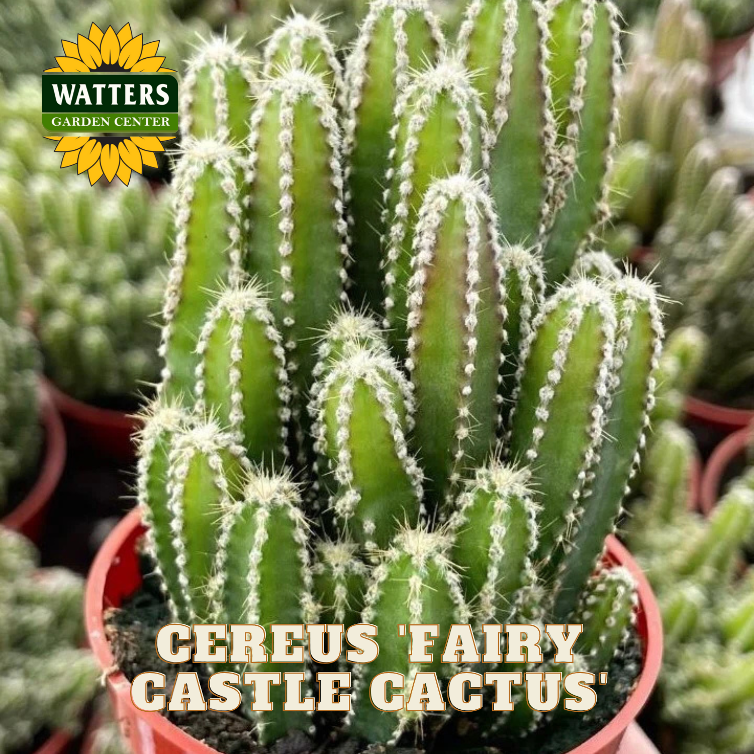 Cereus 'Fairy Castle Cactus' with Watters Garden Center branding.