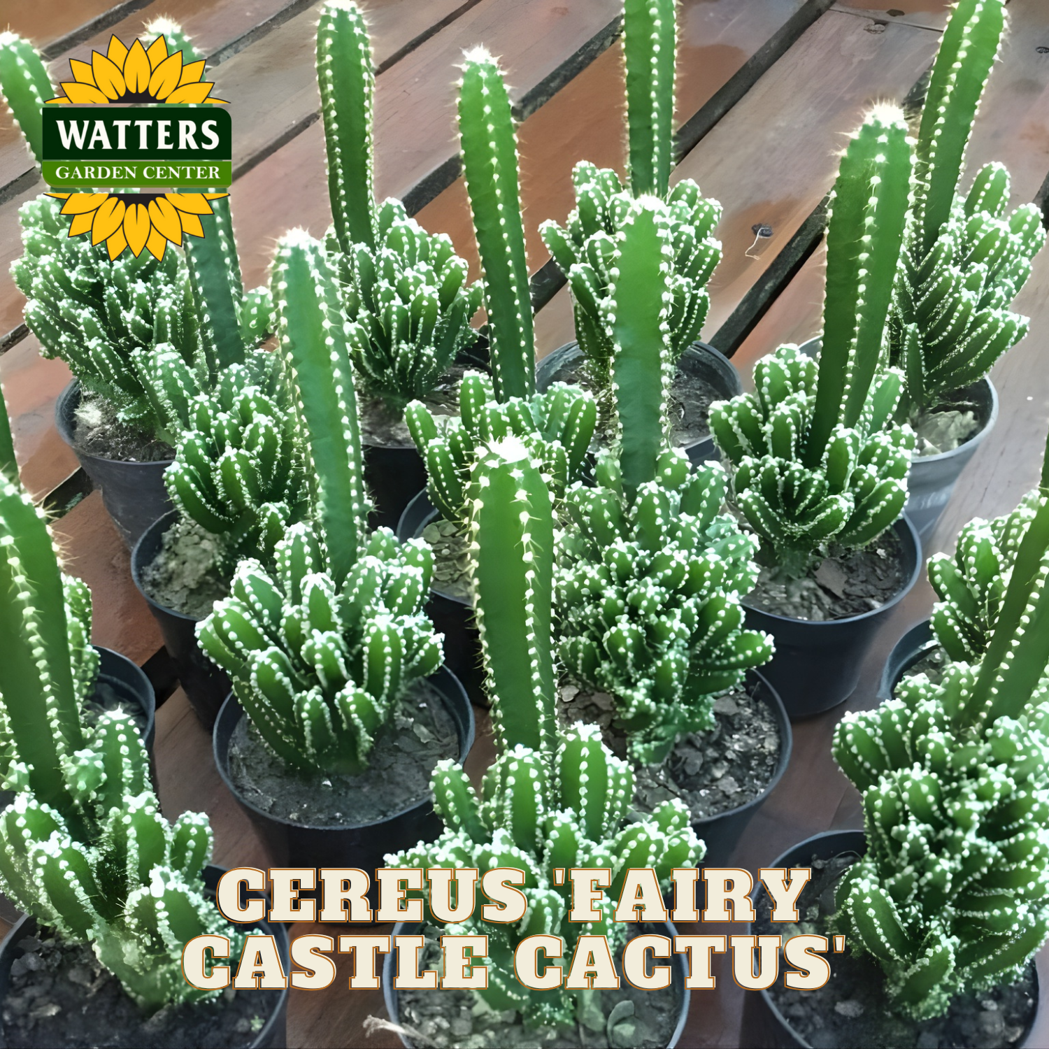Potted Cereus Fairy Castle Cactus plants with Watters Garden Center logo.