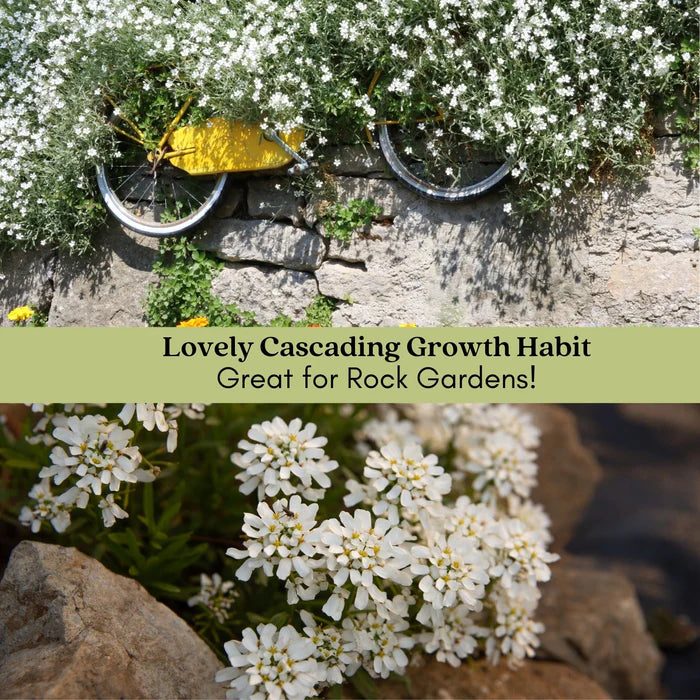CANDYTUFT 1gal