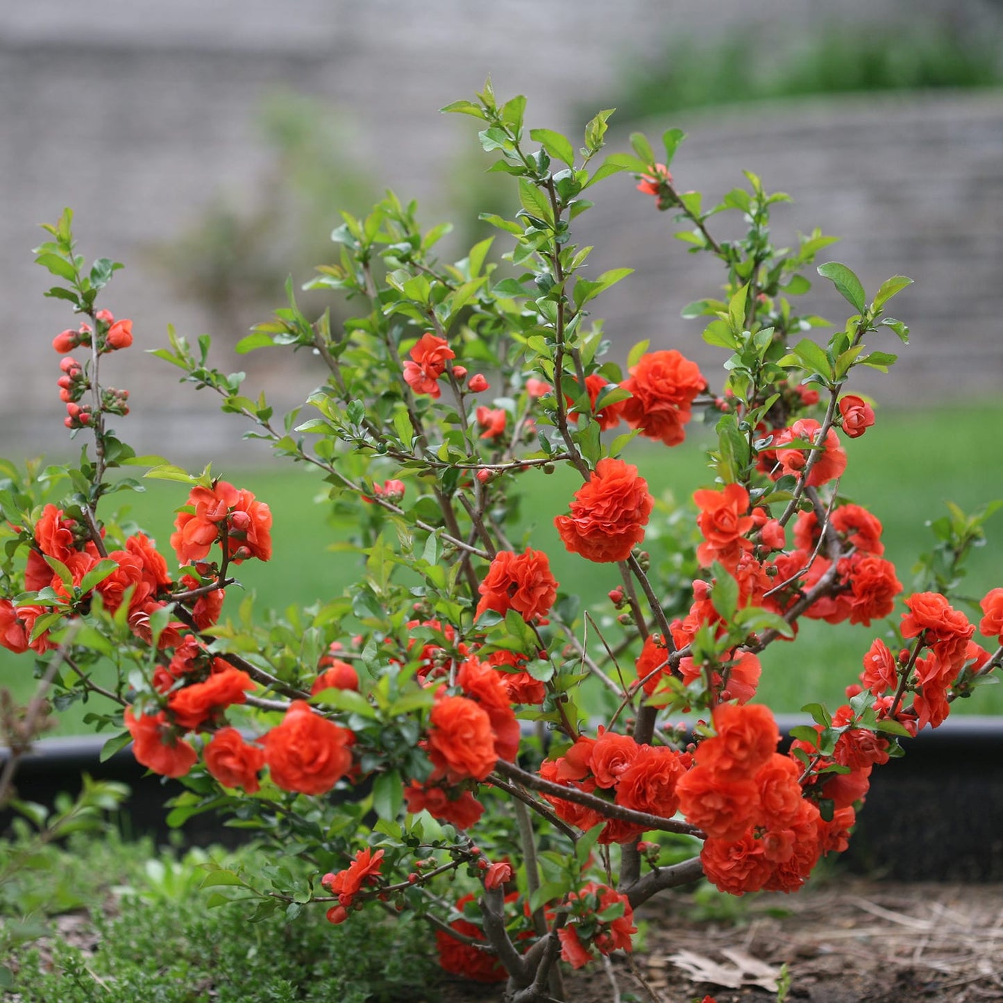 DOUBLE TAKE ORANGE FLOWERING QUINCE 2gal