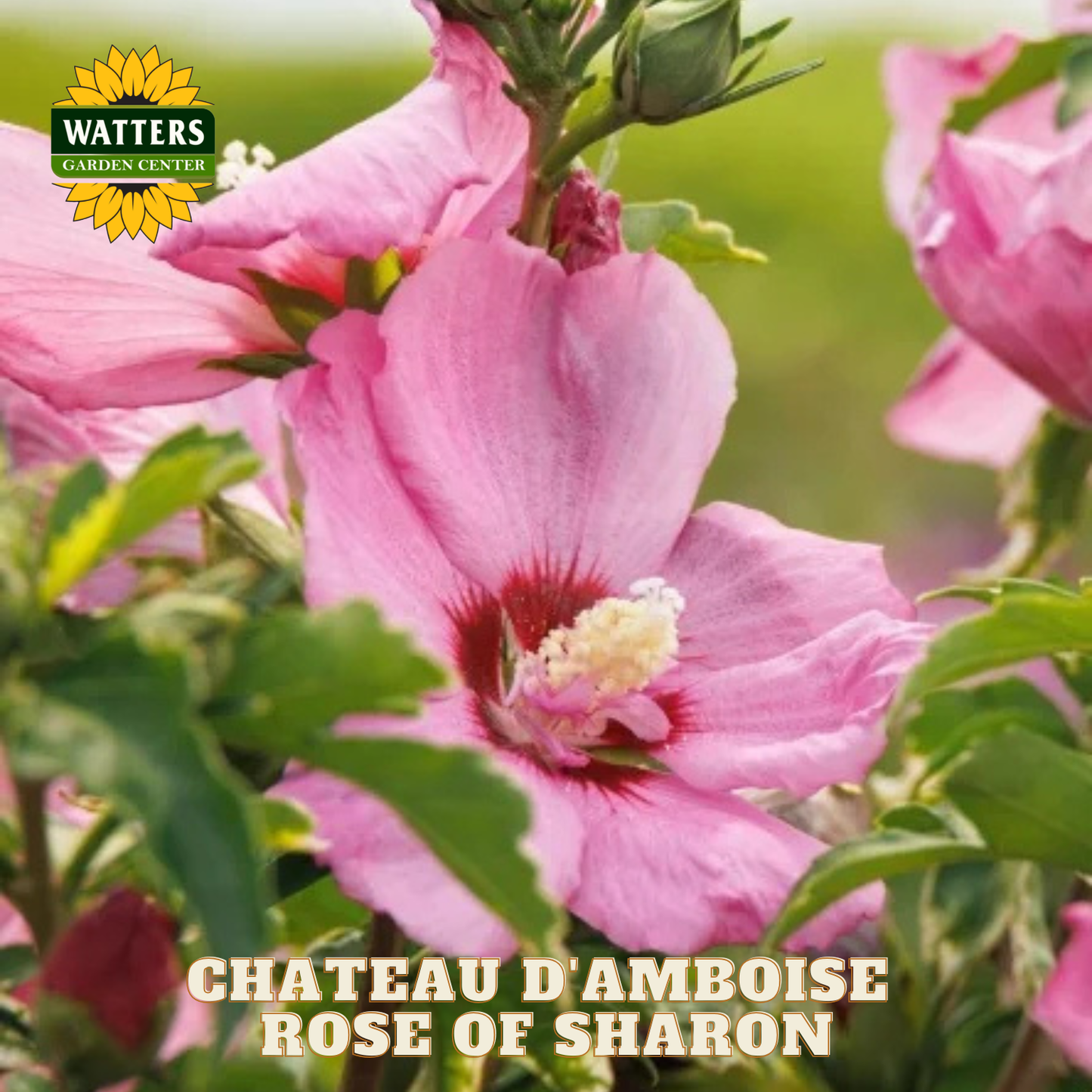 Pink flower with green leaves and Watters Garden Center logo.