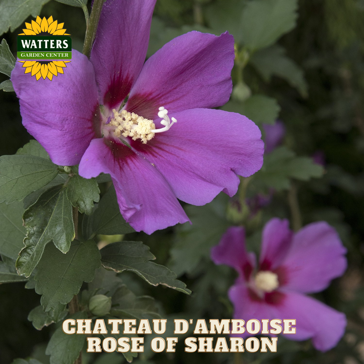 Purple flower with green leaves and Watters Garden Center logo.