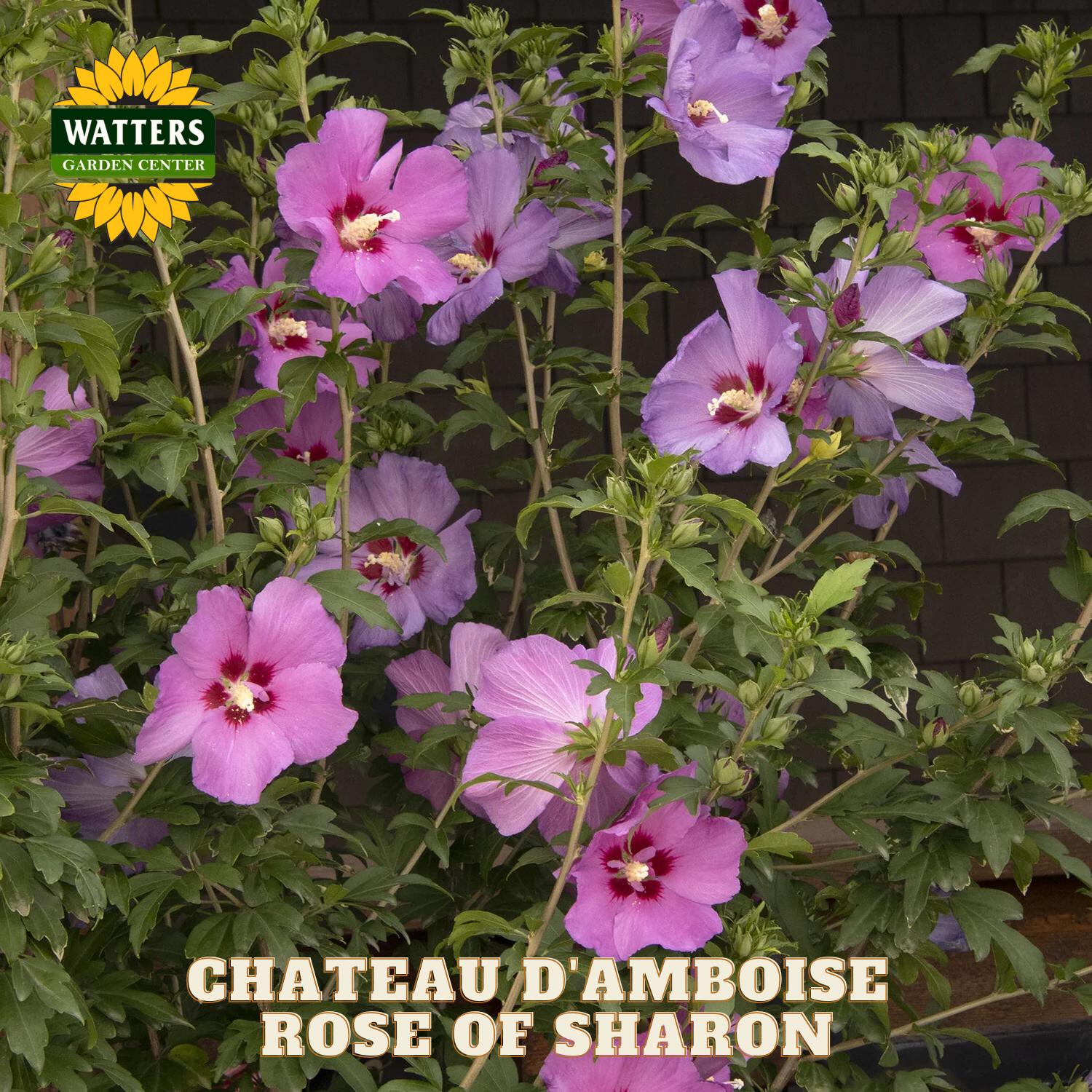 Purple flowers with green leaves, labeled 'Chateau d'Amboise Rose of Sharon' and 'Watters Garden Center'.