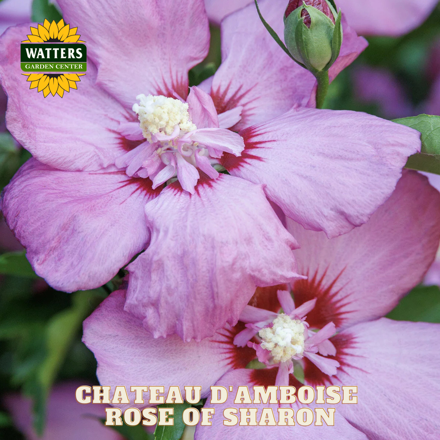 Close-up of pink flowers with 'Watters Garden Center' logo and 'Chateau d'Amboise Rose of Sharon' text.