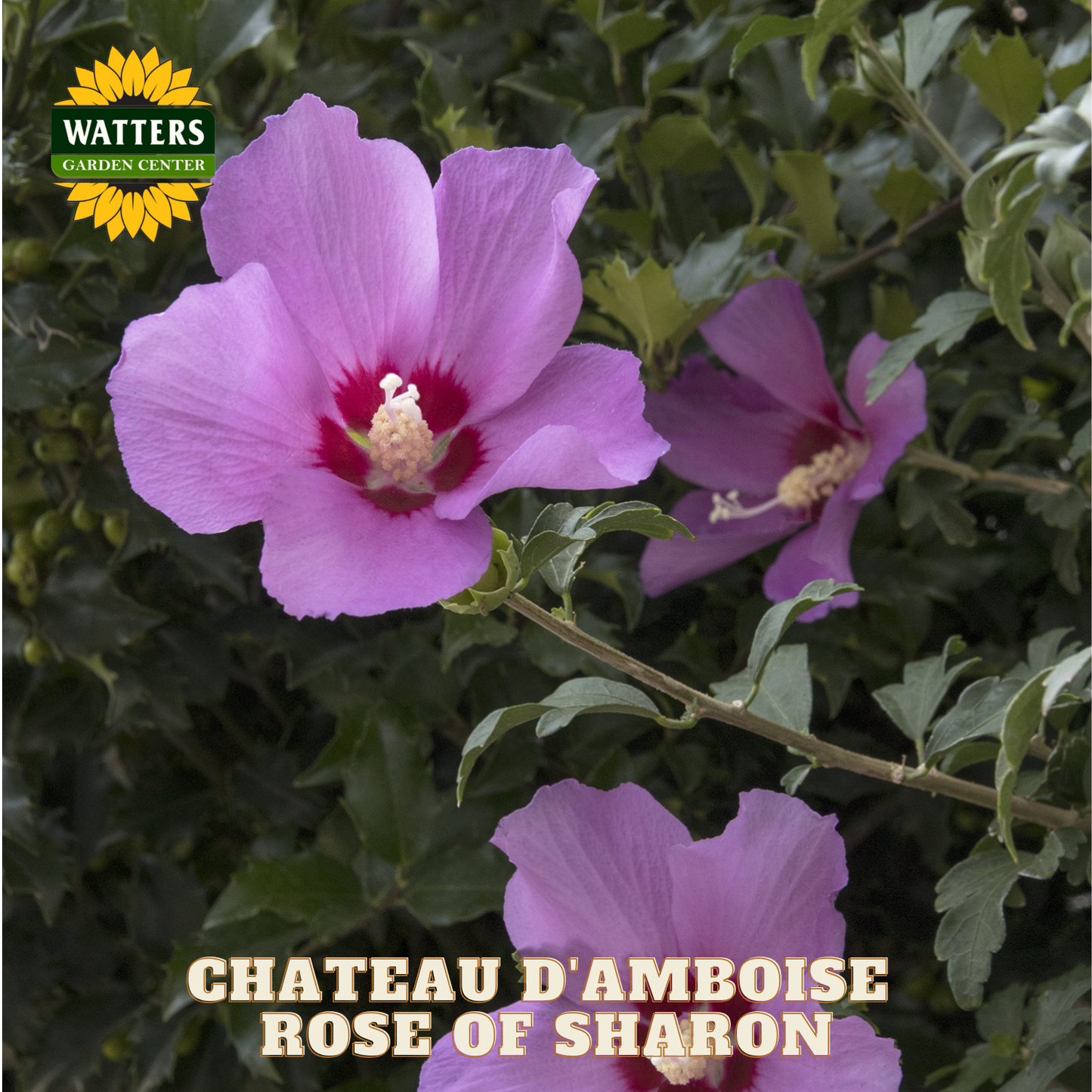 Purple flowers with green leaves and Watters Garden Center logo.