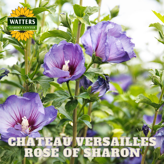 CHATEAU VERSAILLES ROSE OF SHARON 2gal