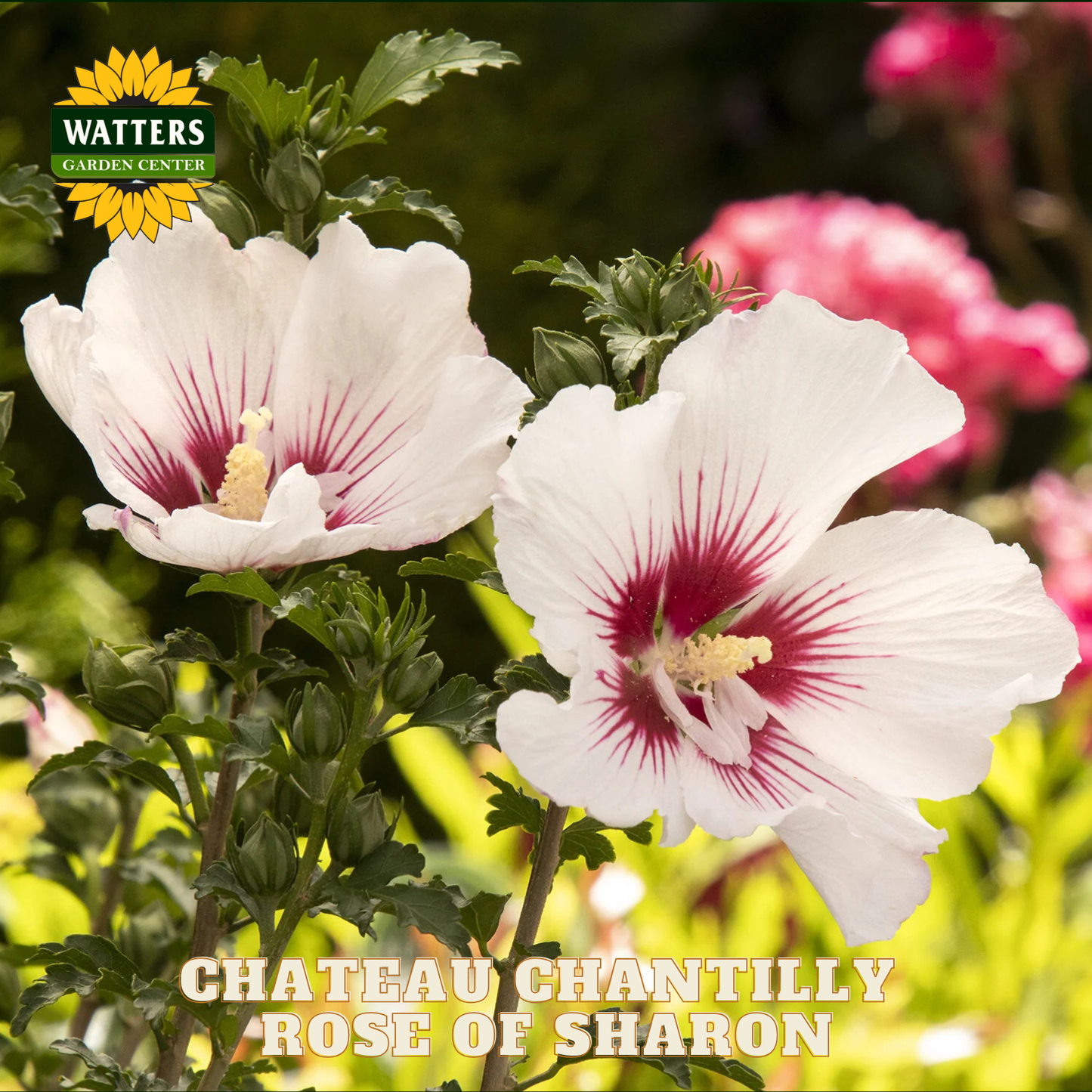 White flowers with red centers in a garden setting, featuring Watters Garden Center branding.