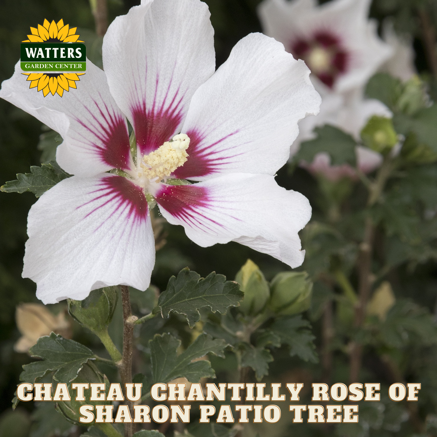 White flower with pink center and green leaves, labeled 'Chateau Chantilly Rose of Sharon Patio Tree' by Watters Garden Center.