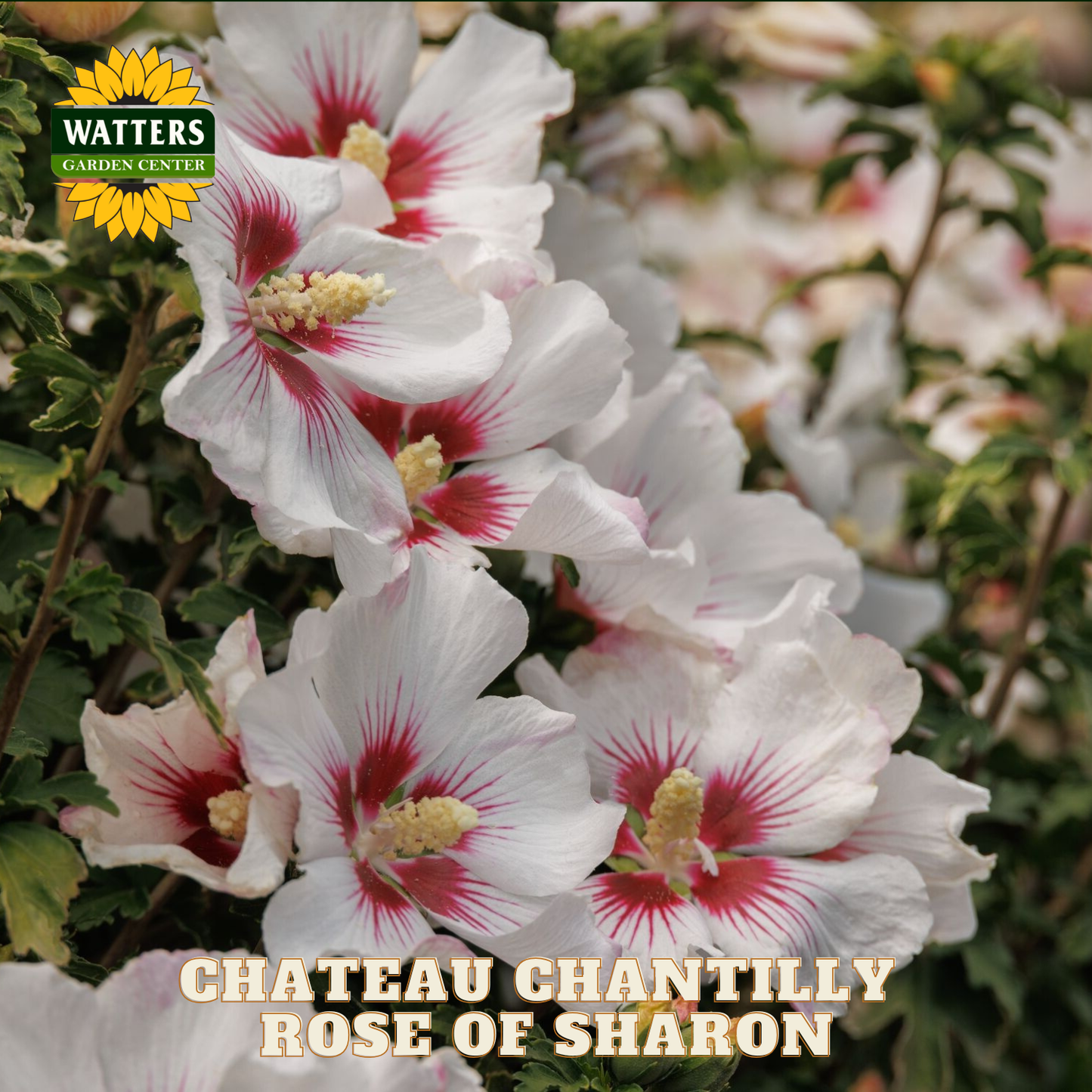 White flowers with red centers labeled 'Chateau Chantilly Rose of Sharon' from Watters Garden Center.