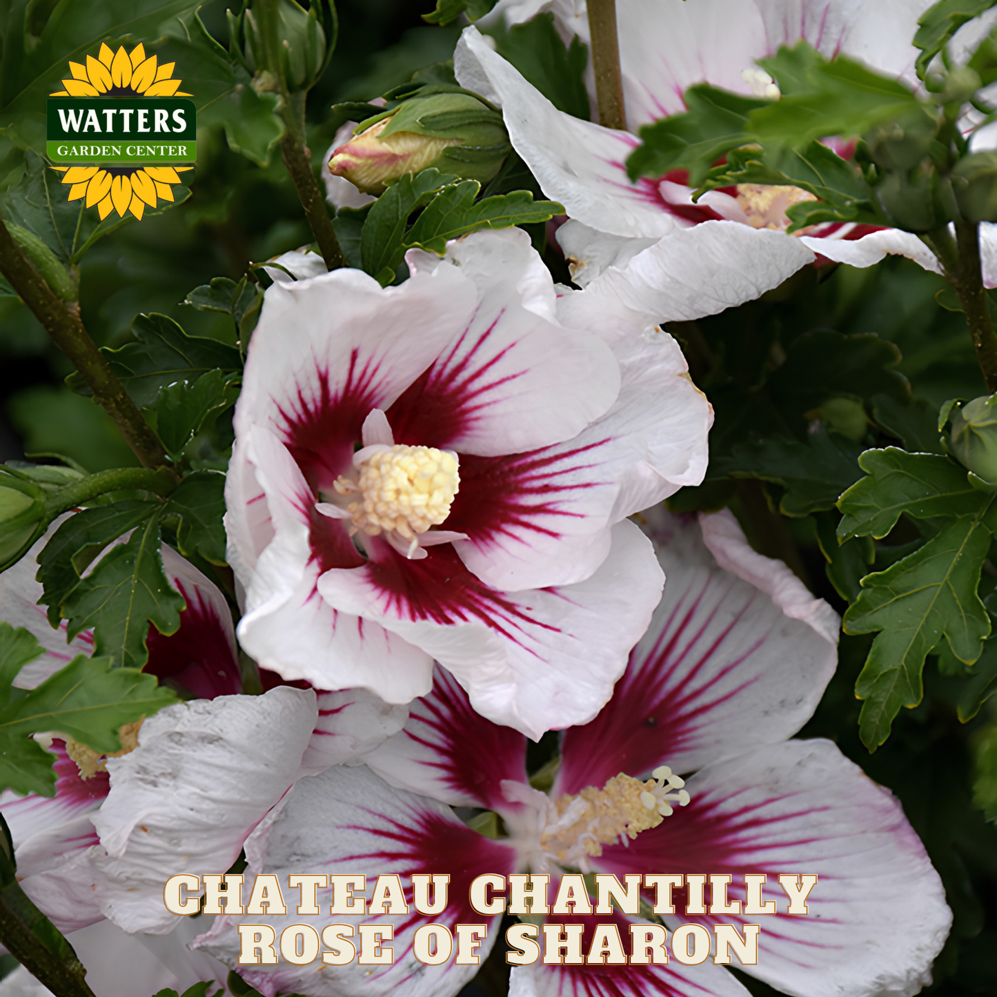 White and red flowers with green leaves, labeled 'Chateau Chantilly Rose of Sharon' by Watters Garden Center.