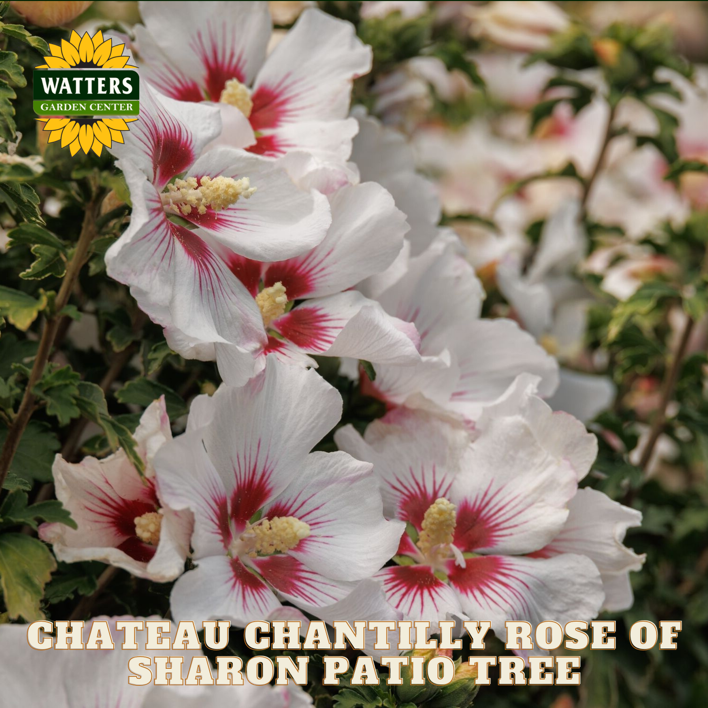 White flowers with red centers and green leaves, labeled 'Watters Garden Center' and 'Chateau Chantilly Rose of Sharon Patio Tree'.