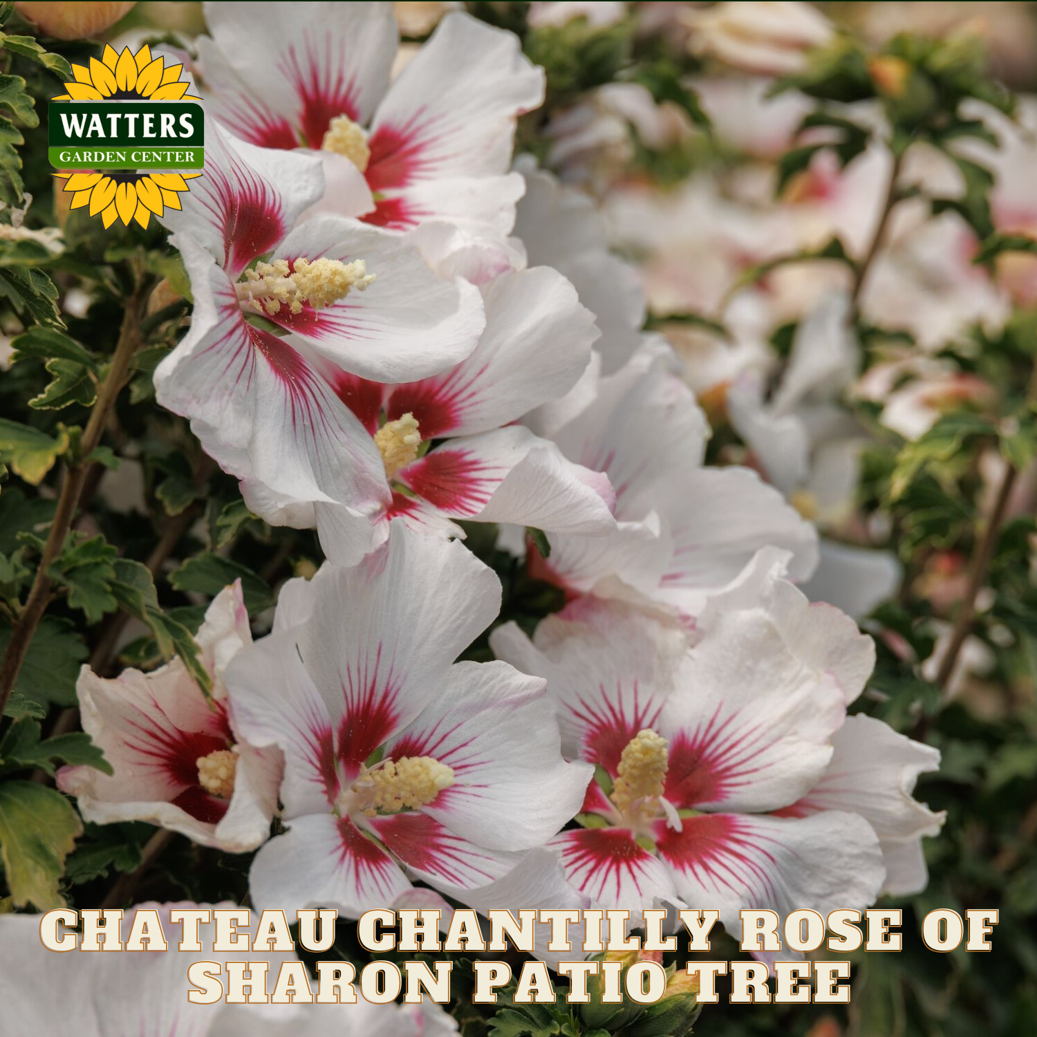 White flowers with red centers and green leaves, labeled 'Watters Garden Center' and 'Chateau Chantilly Rose of Sharon Patio Tree'.