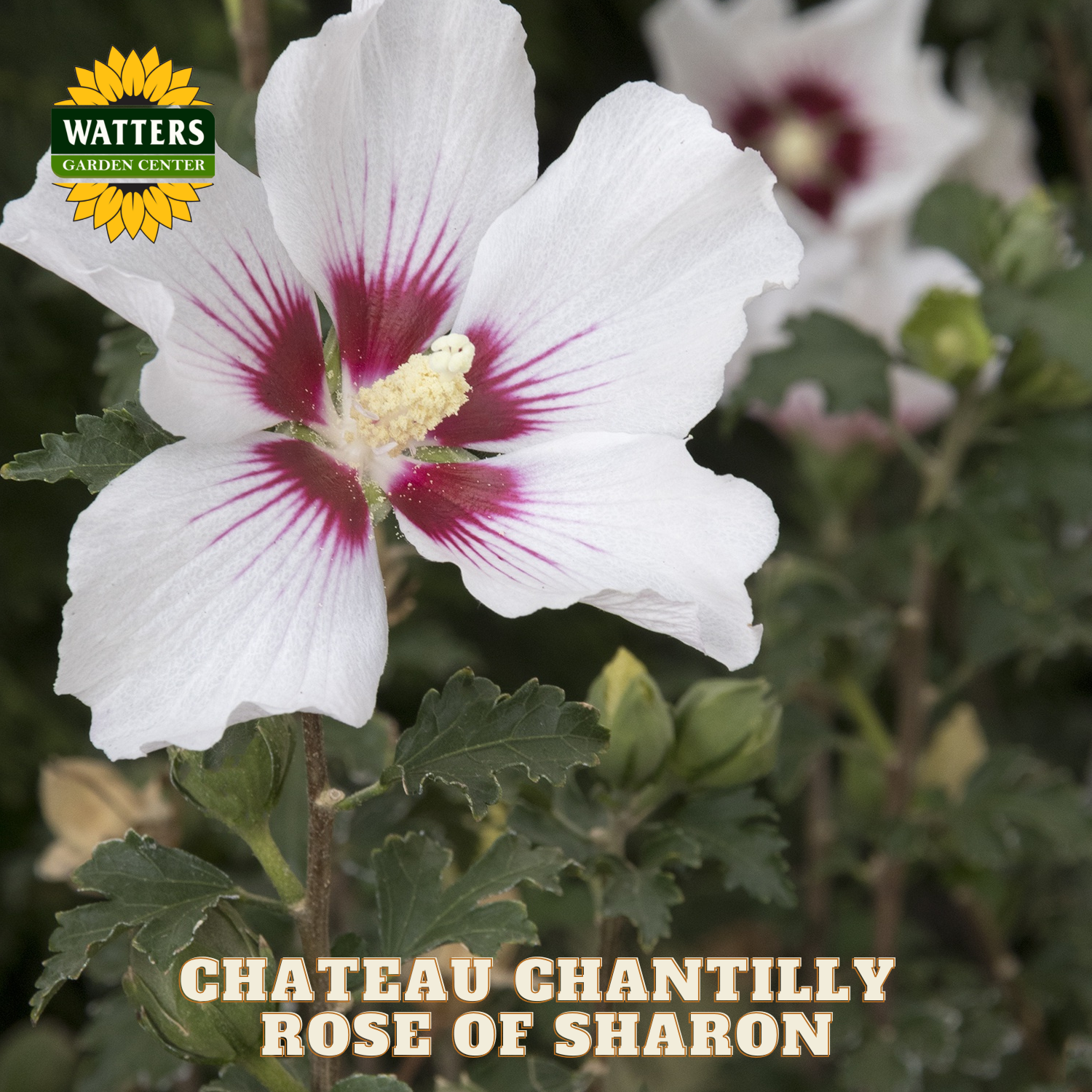 White flower with pink center and 'Watters Garden Center' logo, labeled 'Chateau Chantilly Rose of Sharon'.