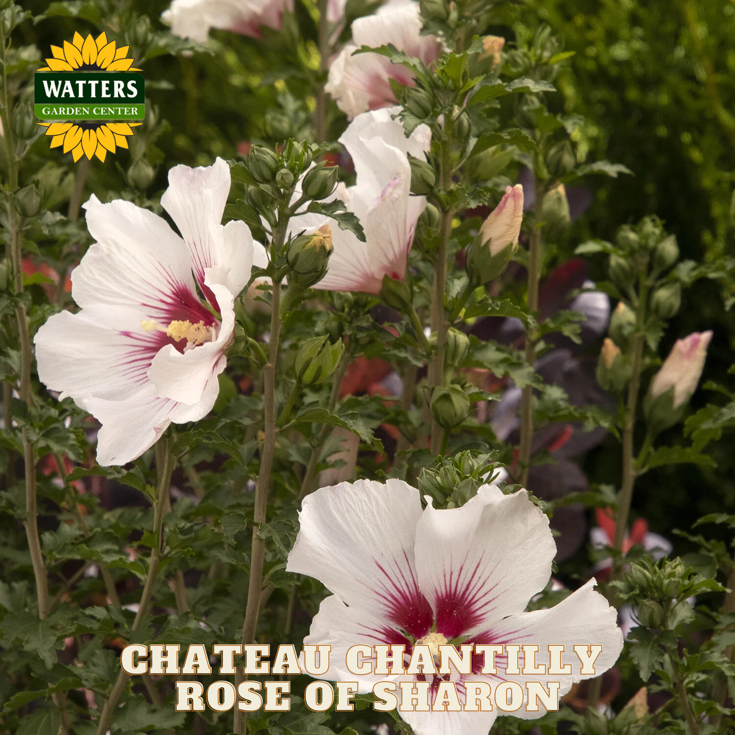 White flowers with pink centers in a garden setting, featuring Watters Garden Center logo.
