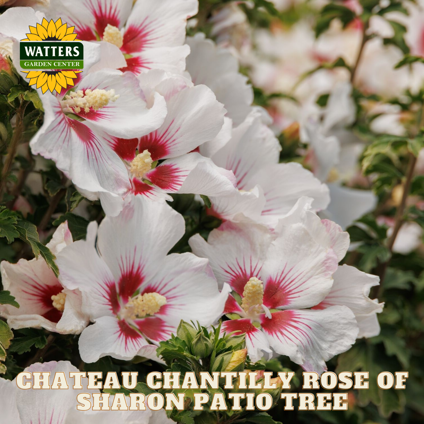 White flowers with red centers and 'Watters Garden Center' logo.