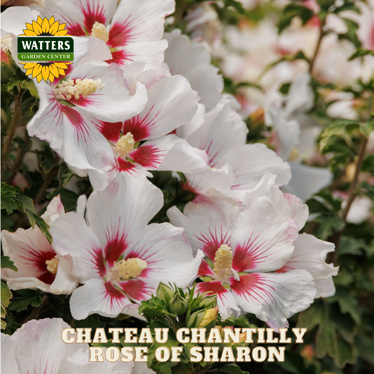 White flowers with red centers and green leaves, labeled 'Chateau Chantilly Rose of Sharon' with Watters Garden Center branding.
