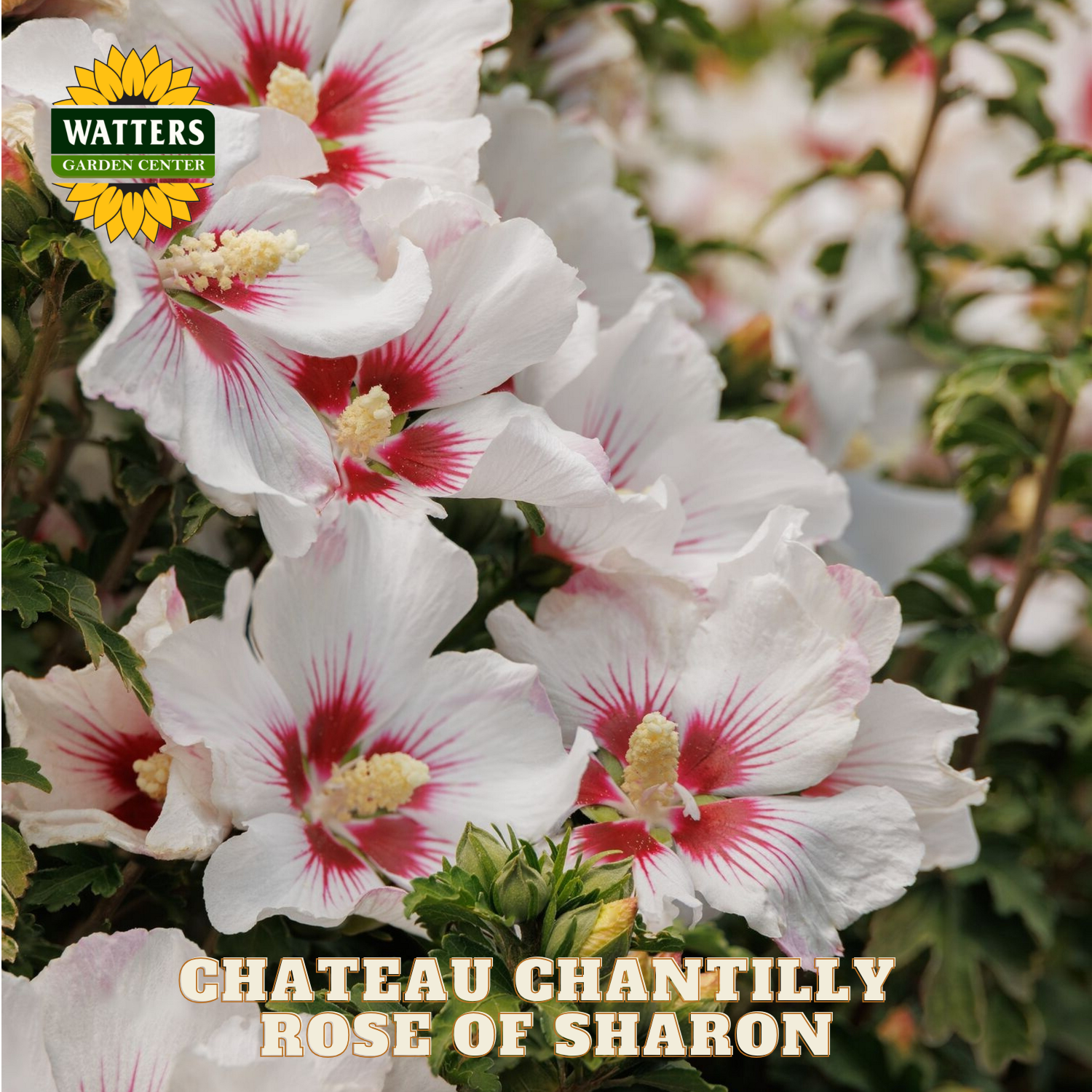 White flowers with red centers and green leaves, labeled 'Chateau Chantilly Rose of Sharon' with Watters Garden Center branding.